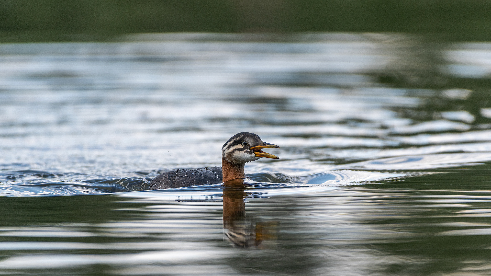 Red-necked Grebe (immature), Marshall Springs - Fish Creek Prov. Park, Calgary, AB