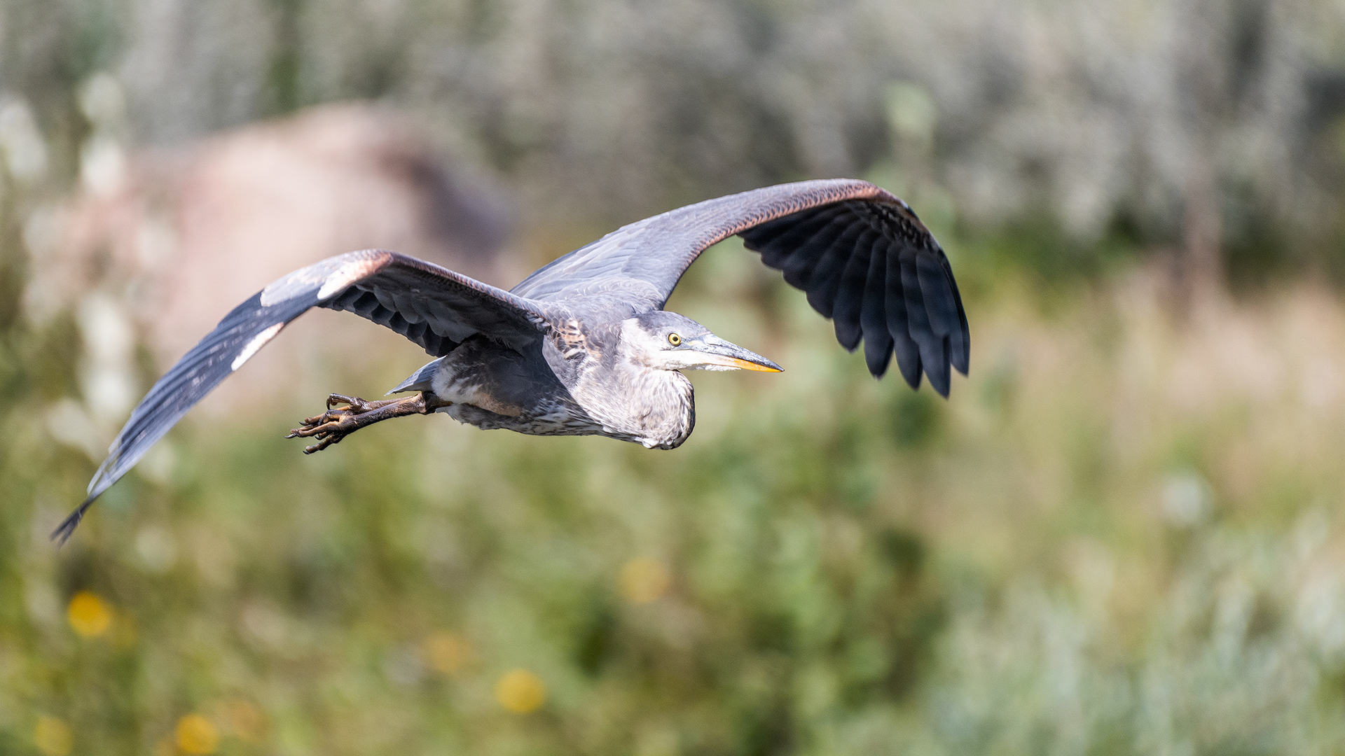 Great Blue Heron (in flight), Marshall Springs - Fish Creek Prov. Park, Calgary, AB