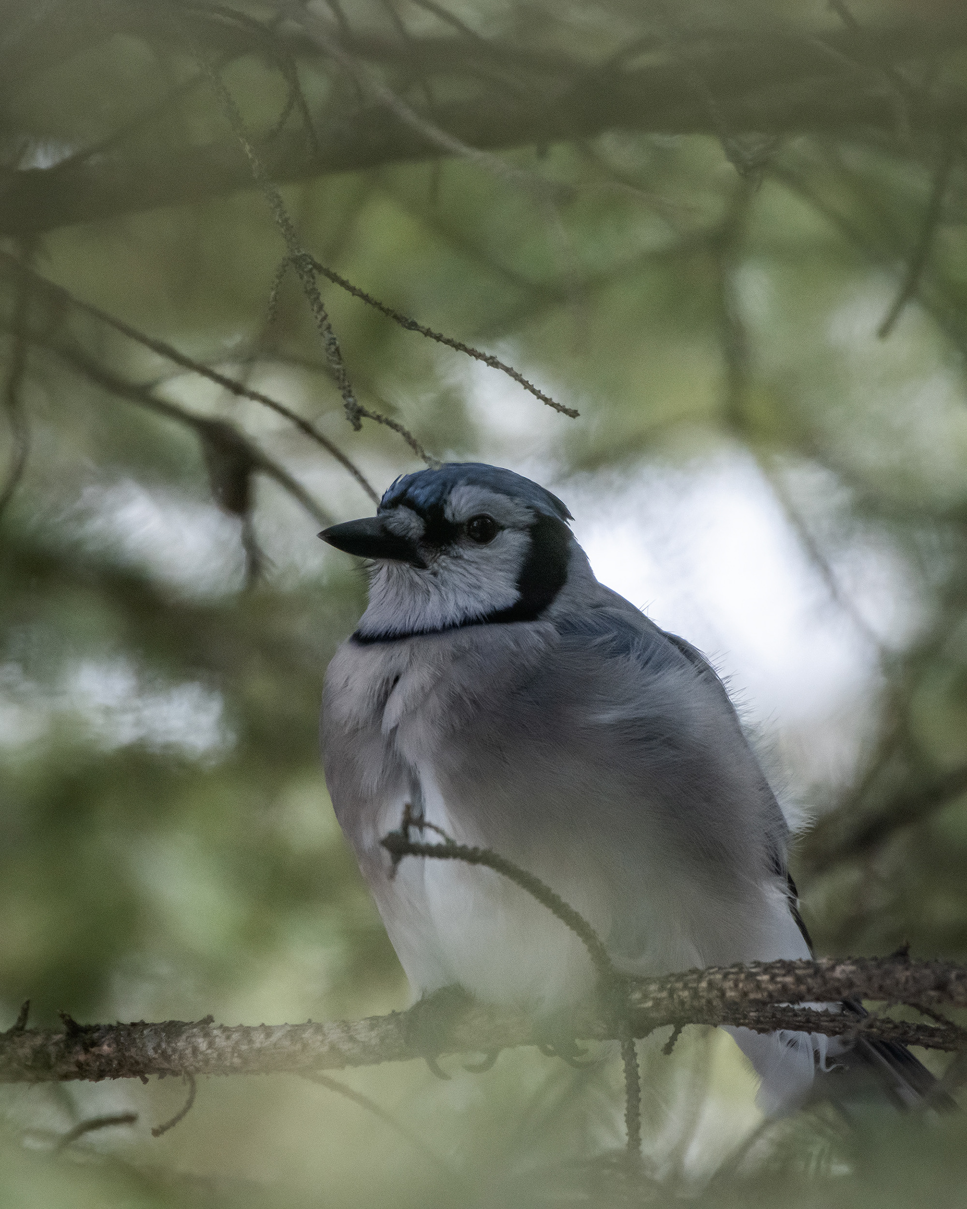 Blue Jay, near the Marshall Springs area of Fish Creek Provincial Park, Calgary, AB
