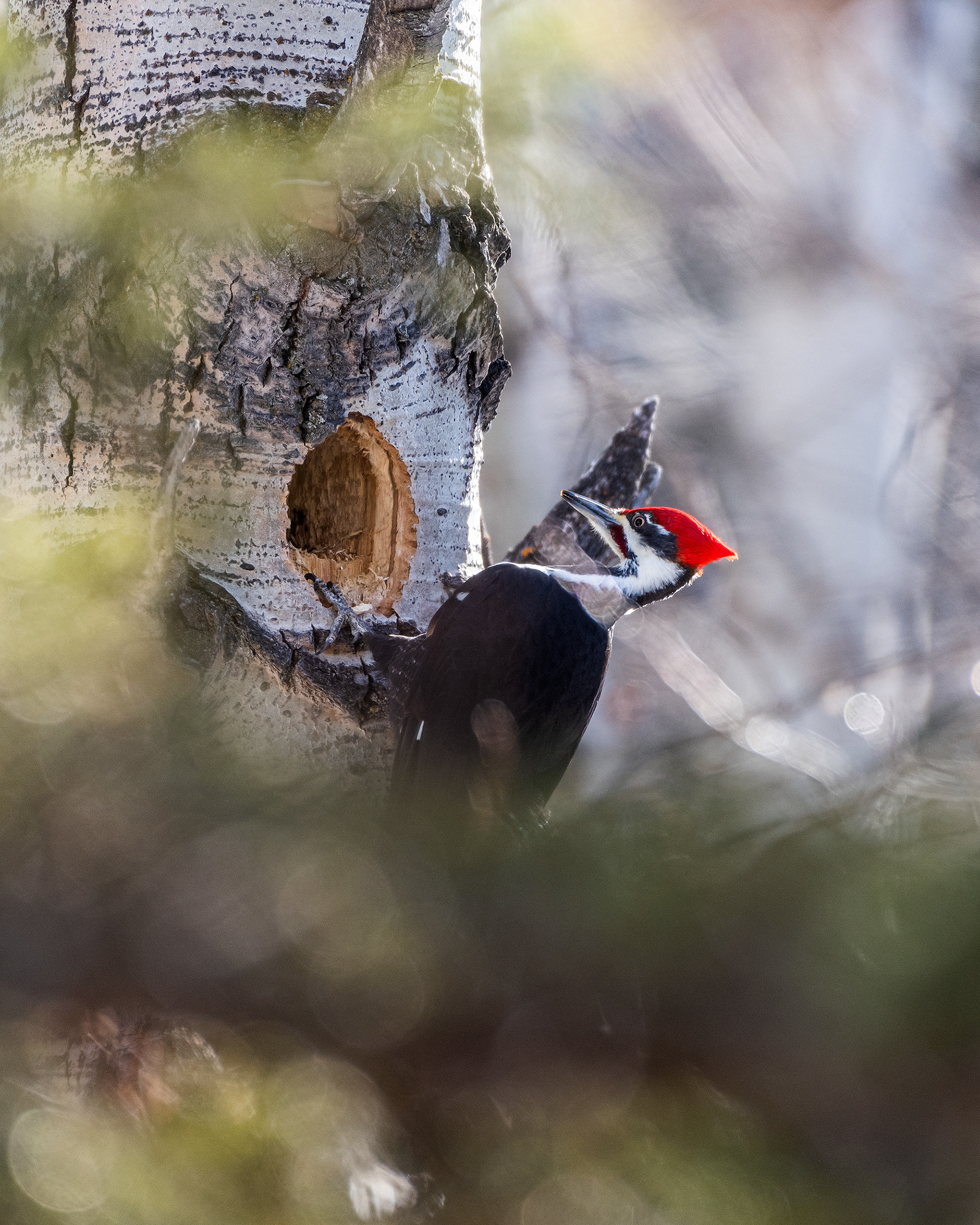 Pileated Woodpecker (male) near Marshall Springs in Fish Creek Provincial Park