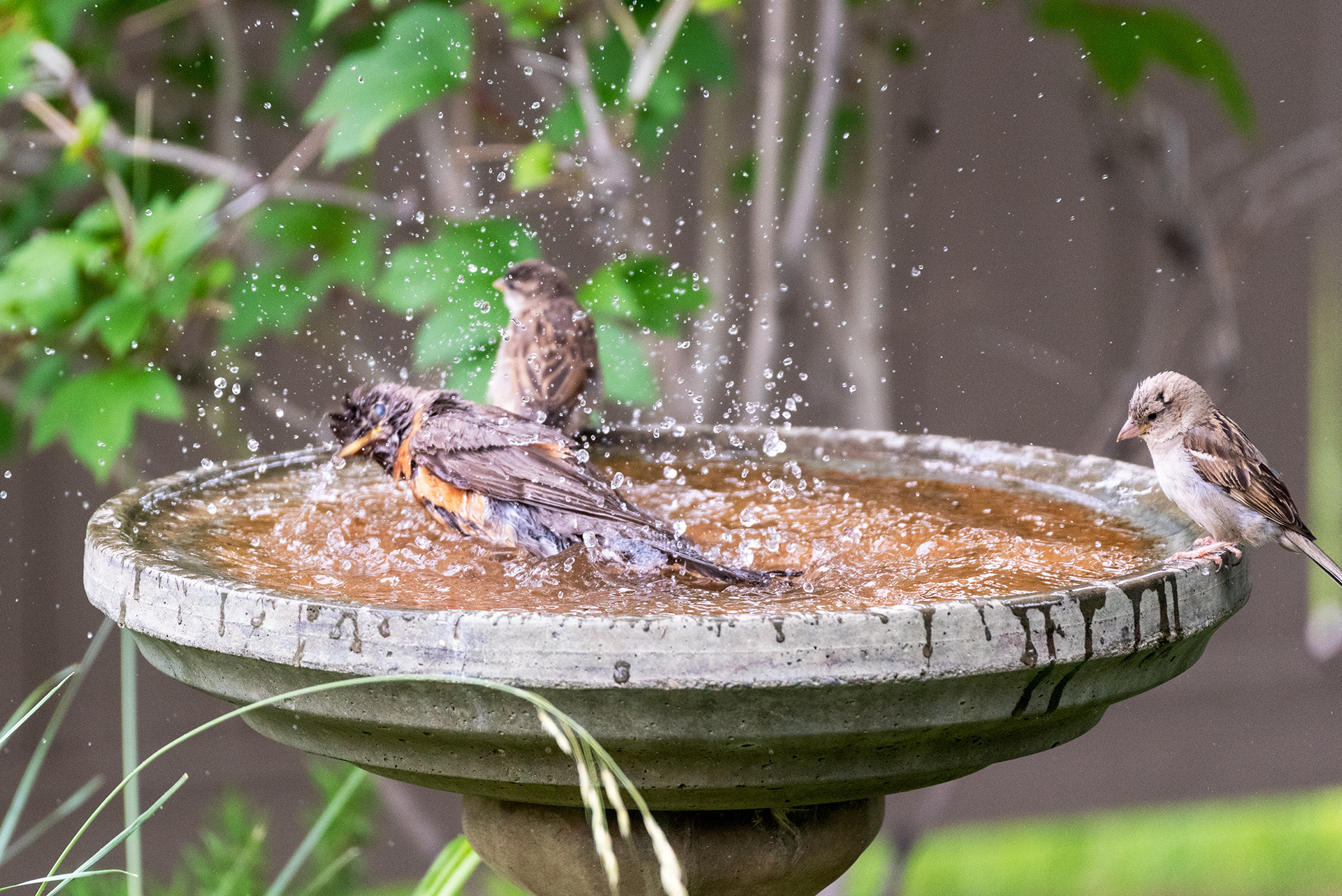 A young American Robin showing a couple of young House Sparrows how to make a splash