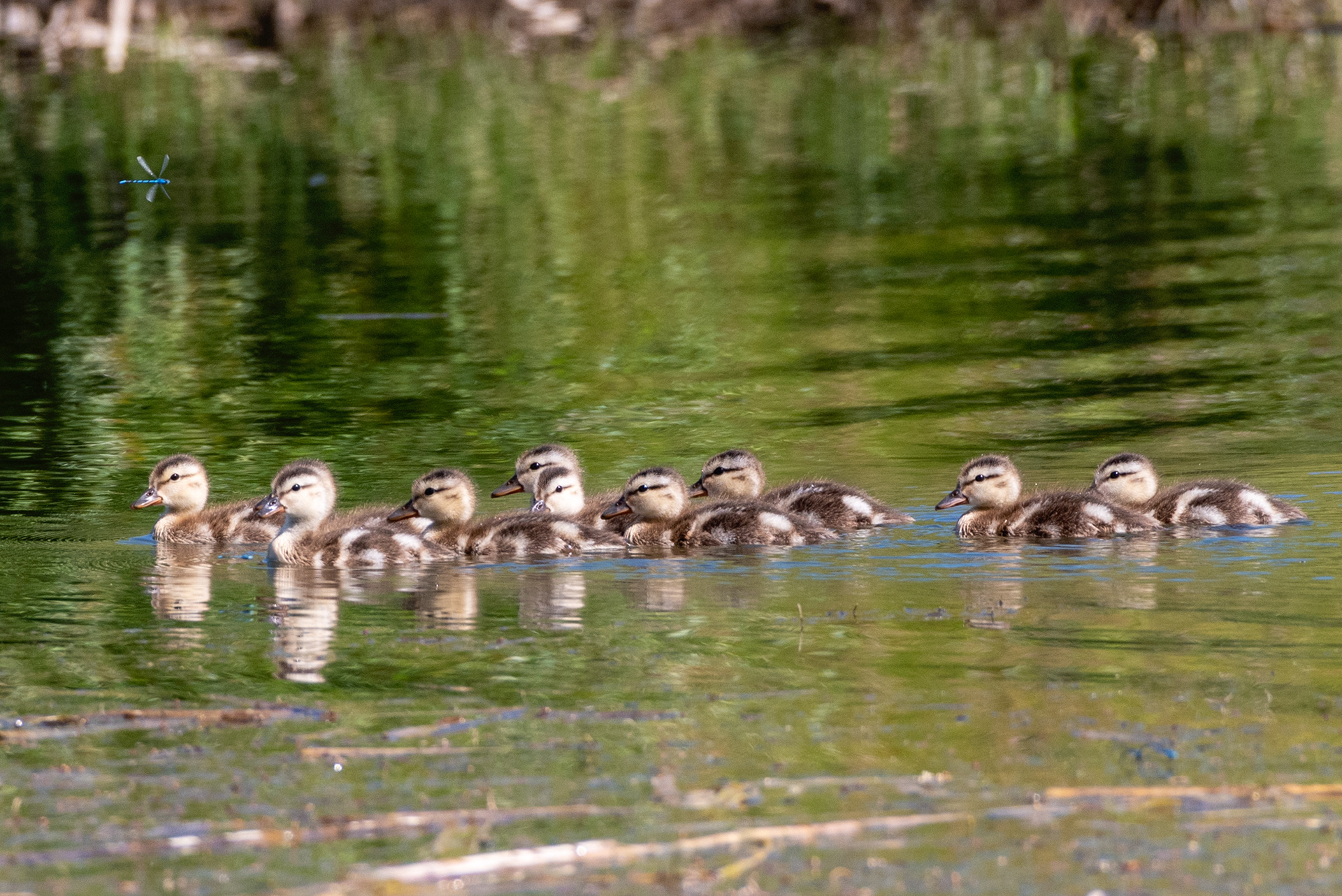 Mallard ducklings