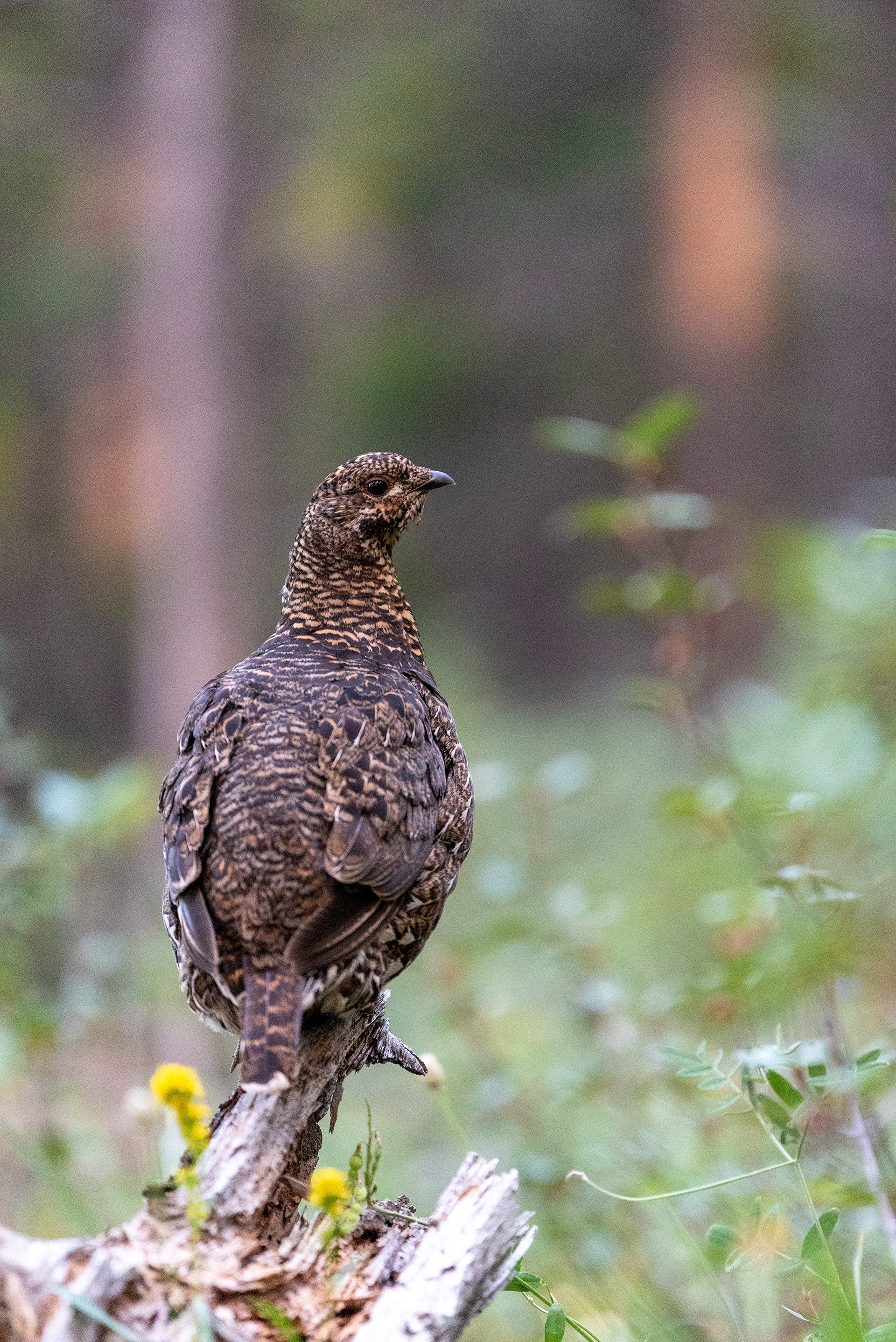 I think this is a Ptarmigan of some kind, or possibly a Grouse