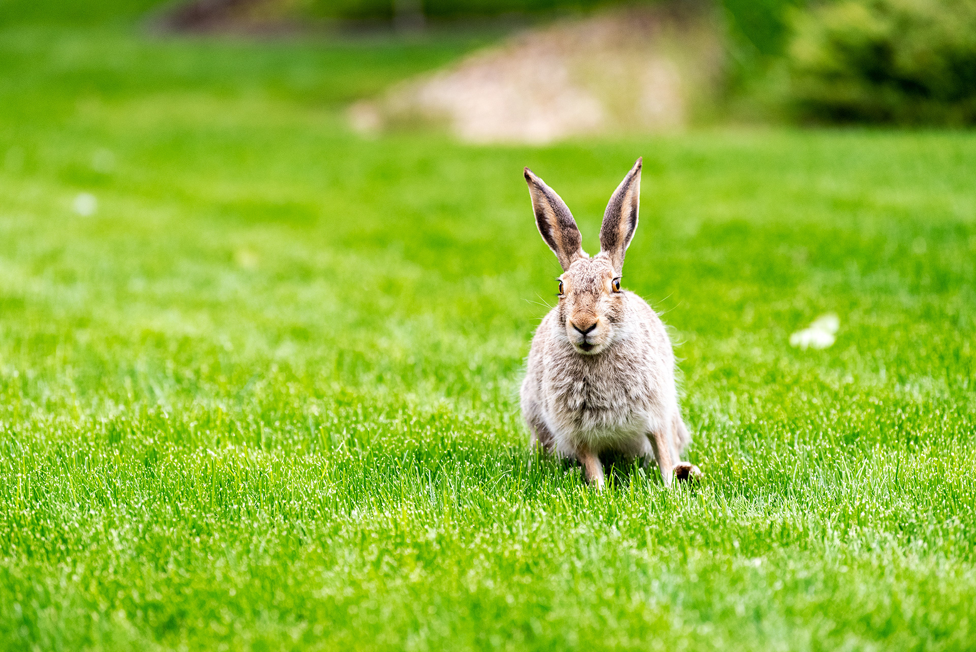 wild hare, Bridlewood, Calgary, Alberta