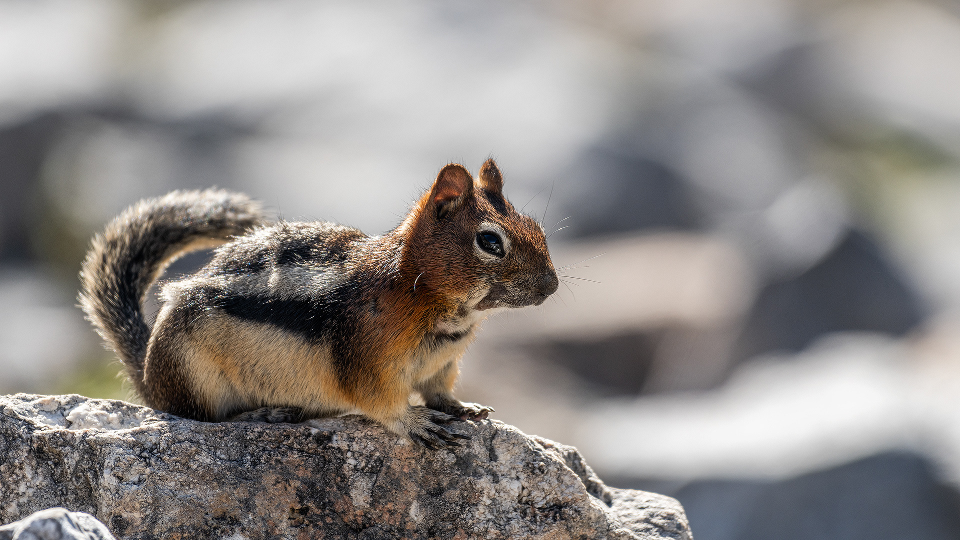 Squirrel, Stanley Glacier Trail, Kootenay National Park, British Columbia