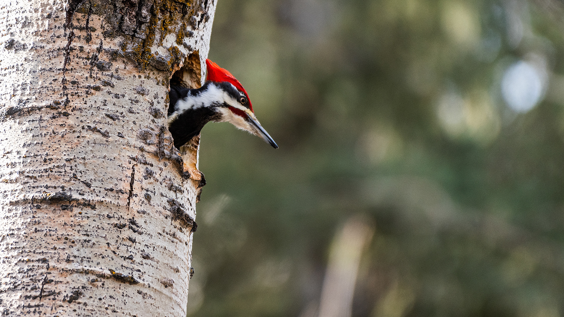 Pileated Woodpecker (male) near Marshall Springs in Fish Creek Provincial Park