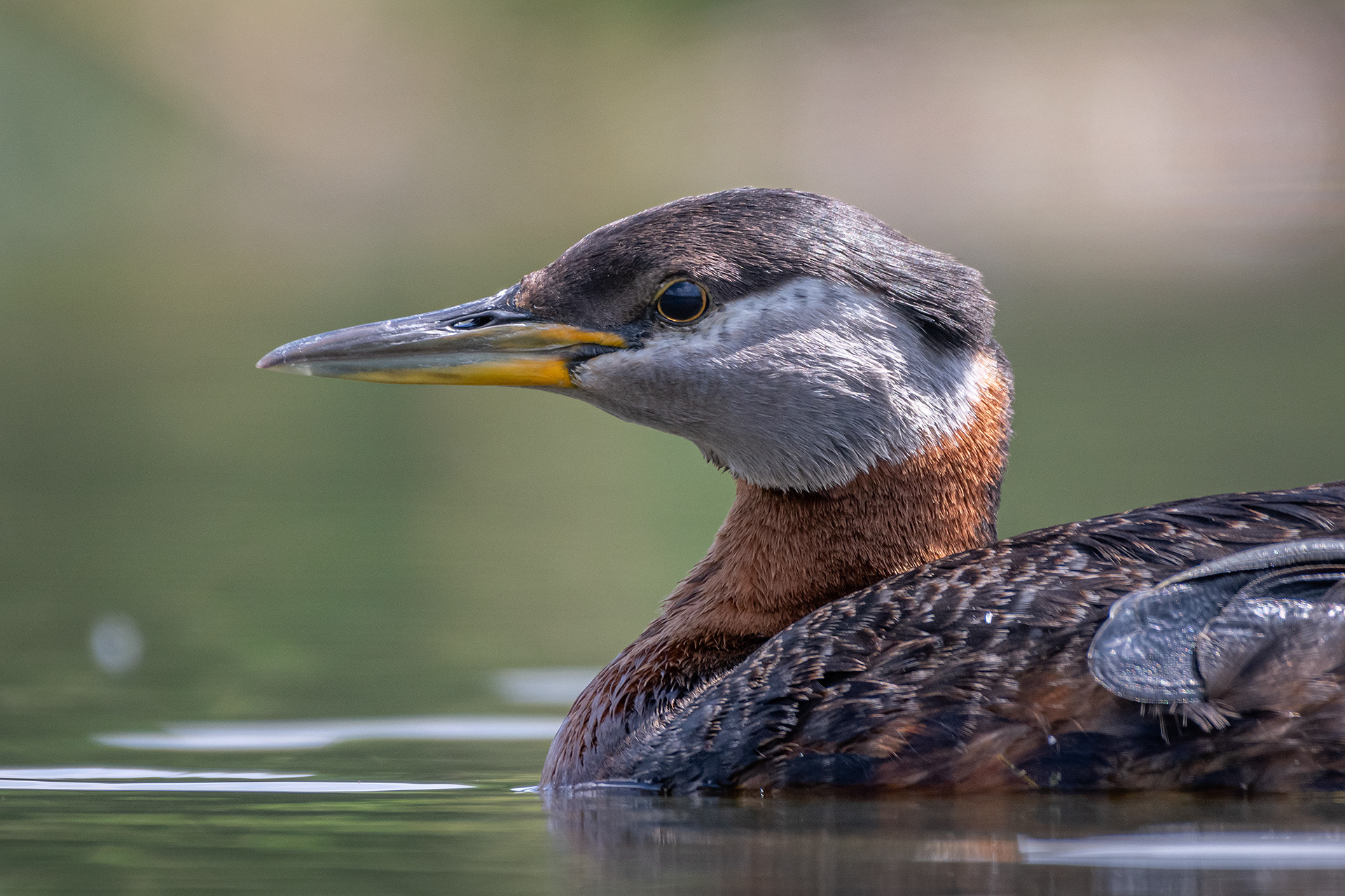 Red-necked Grebe (close-up), Marshall Springs ponds, Fish Creek Provincial Park, Calgary, AB