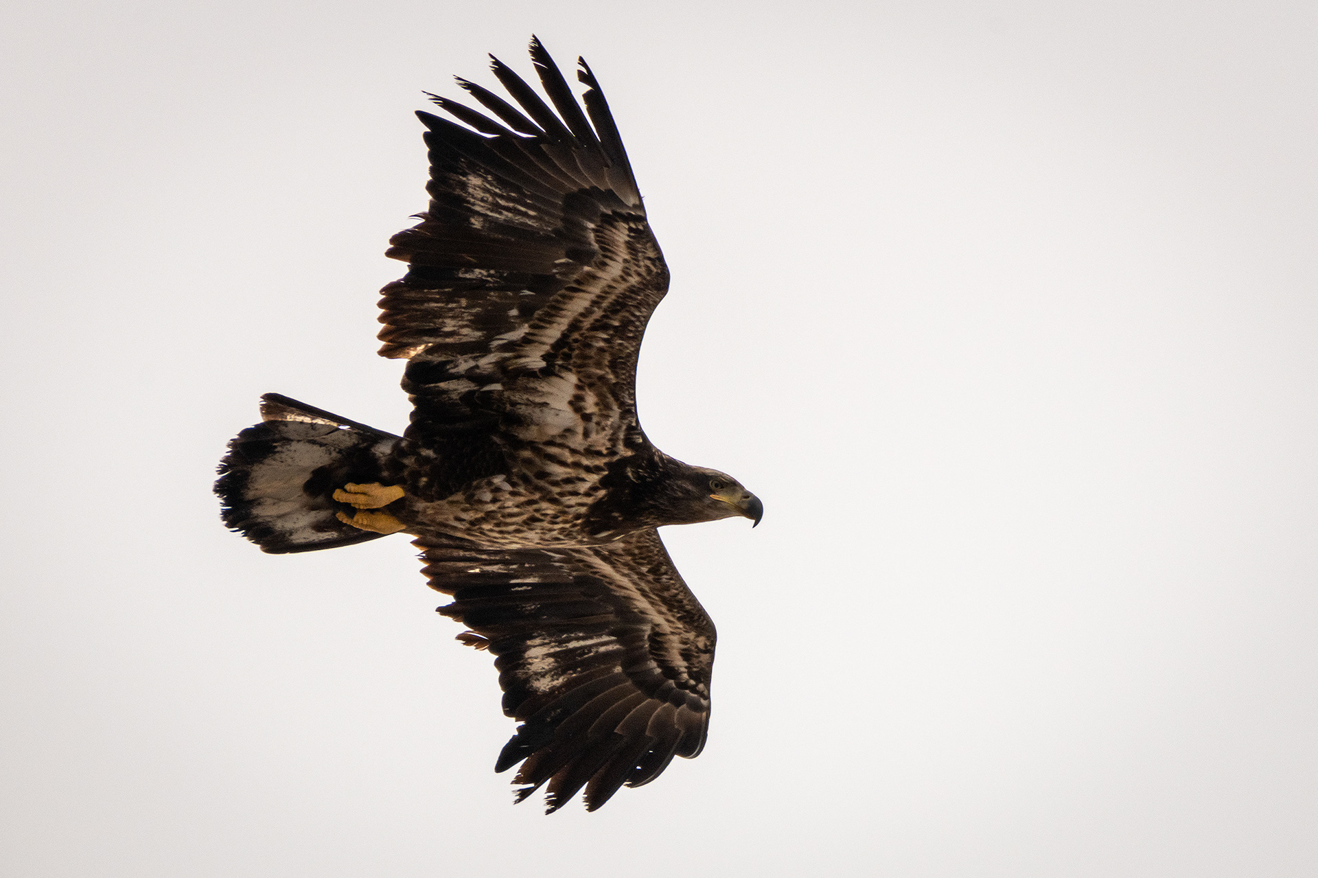 Bald Eagle (immature) in flight - Southview Off Leash Dog Park, Calgary, AB