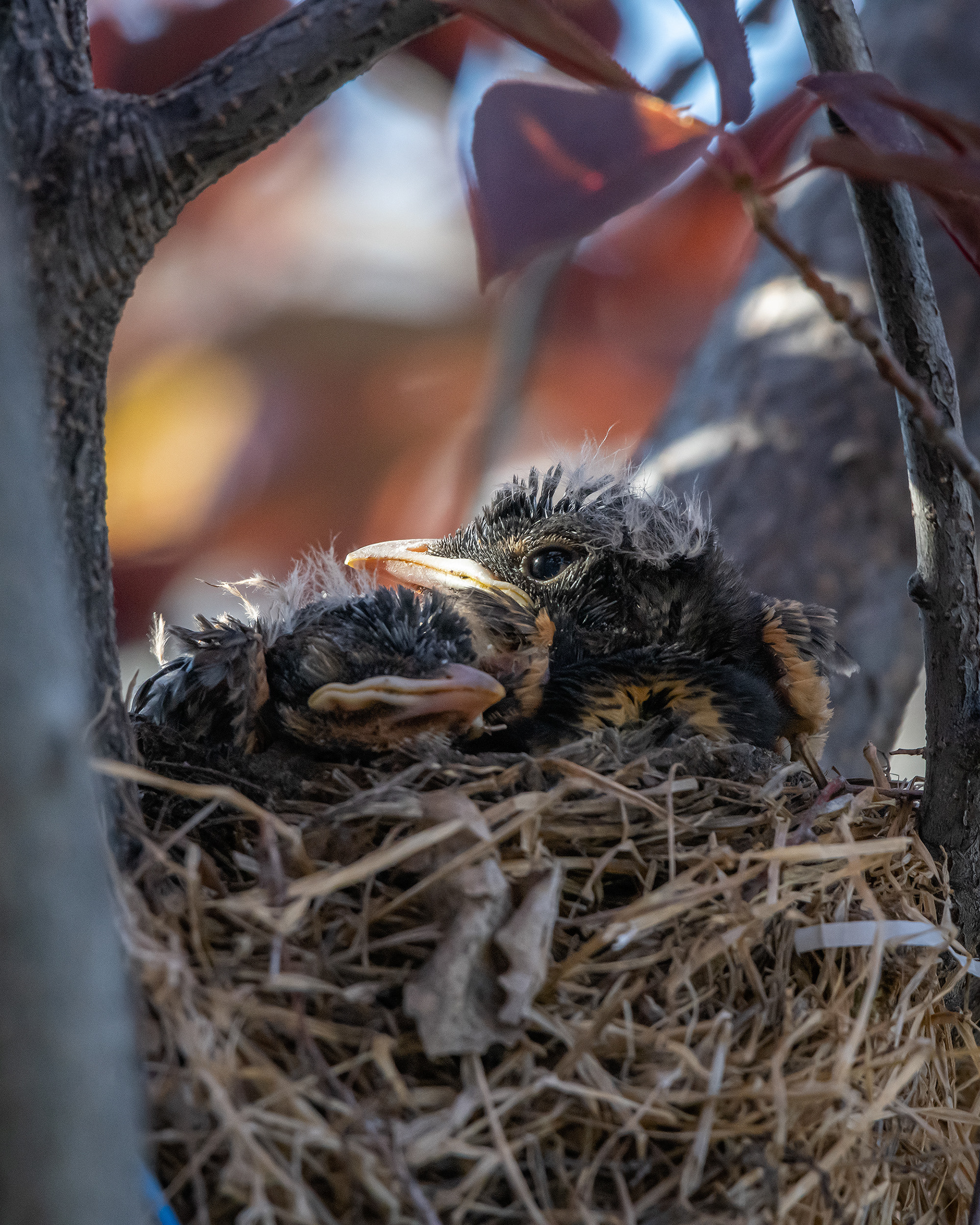 American Robin hatchlings, Bridlewood, Calgary, AB