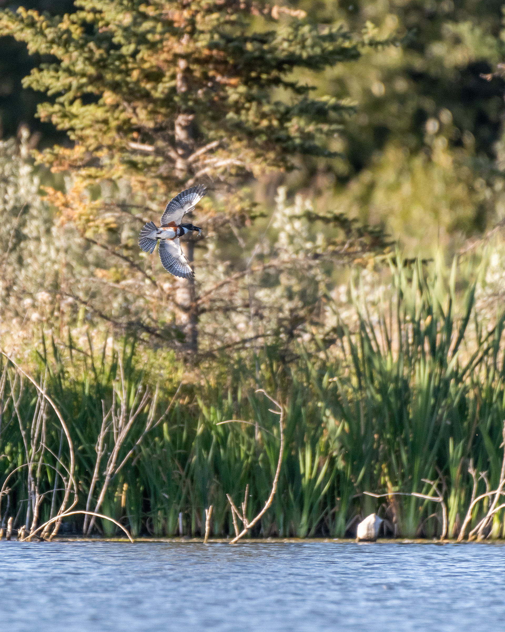 Belted Kingfisher (in flight, with fish), Marshall Springs - Fish Creek Prov. Park, Calgary, AB