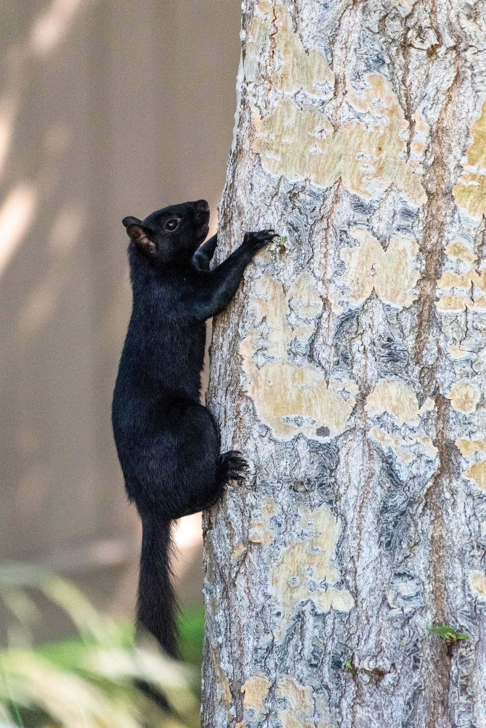 Squirrel going up a tree