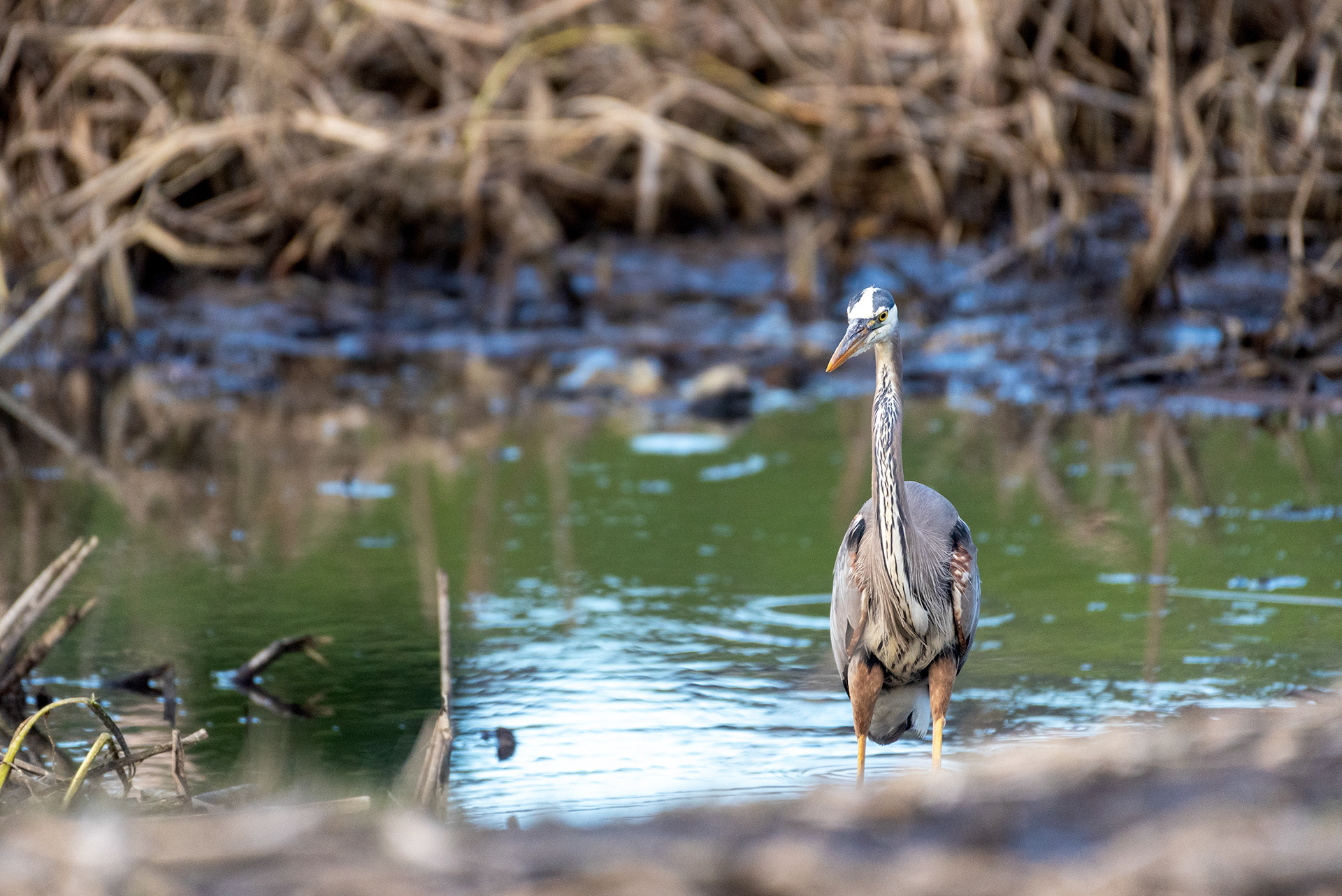 Great Blue Heron
