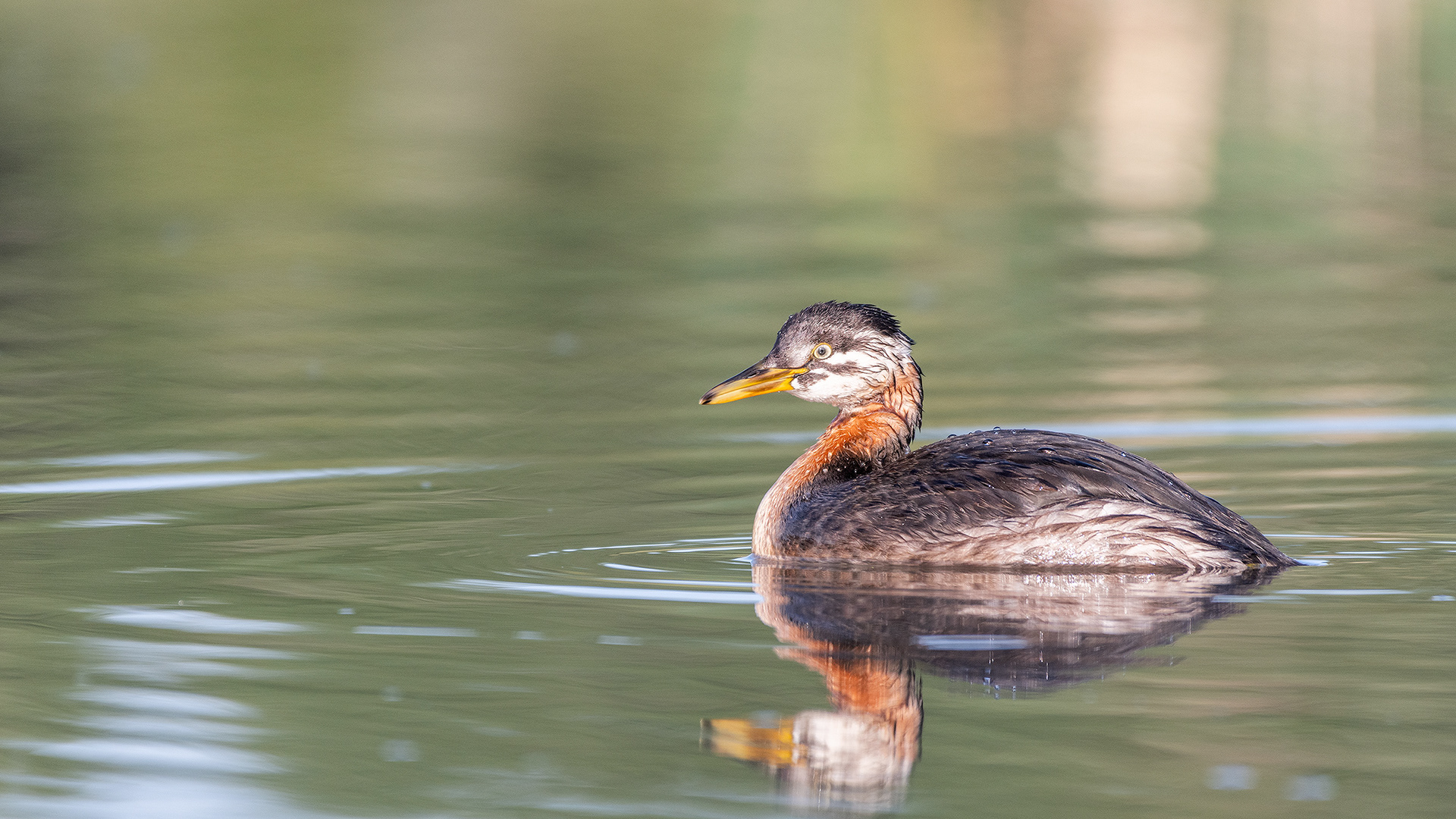 Red-necked Grebe (immature), Marshall Springs - Fish Creek Prov. Park, Calgary, AB