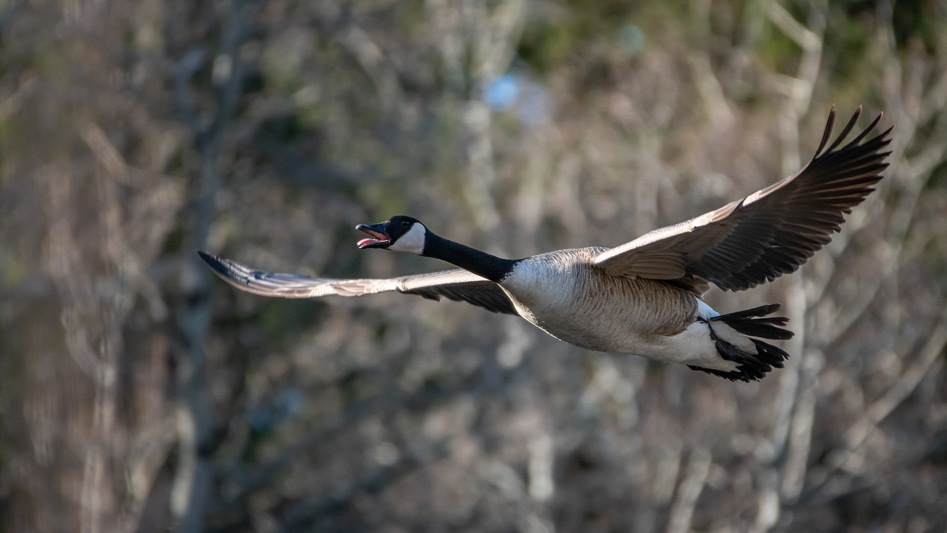 Canada Goose (in flight), Marshall Springs, Fish Creek Provincial Park, Calgary, AB
