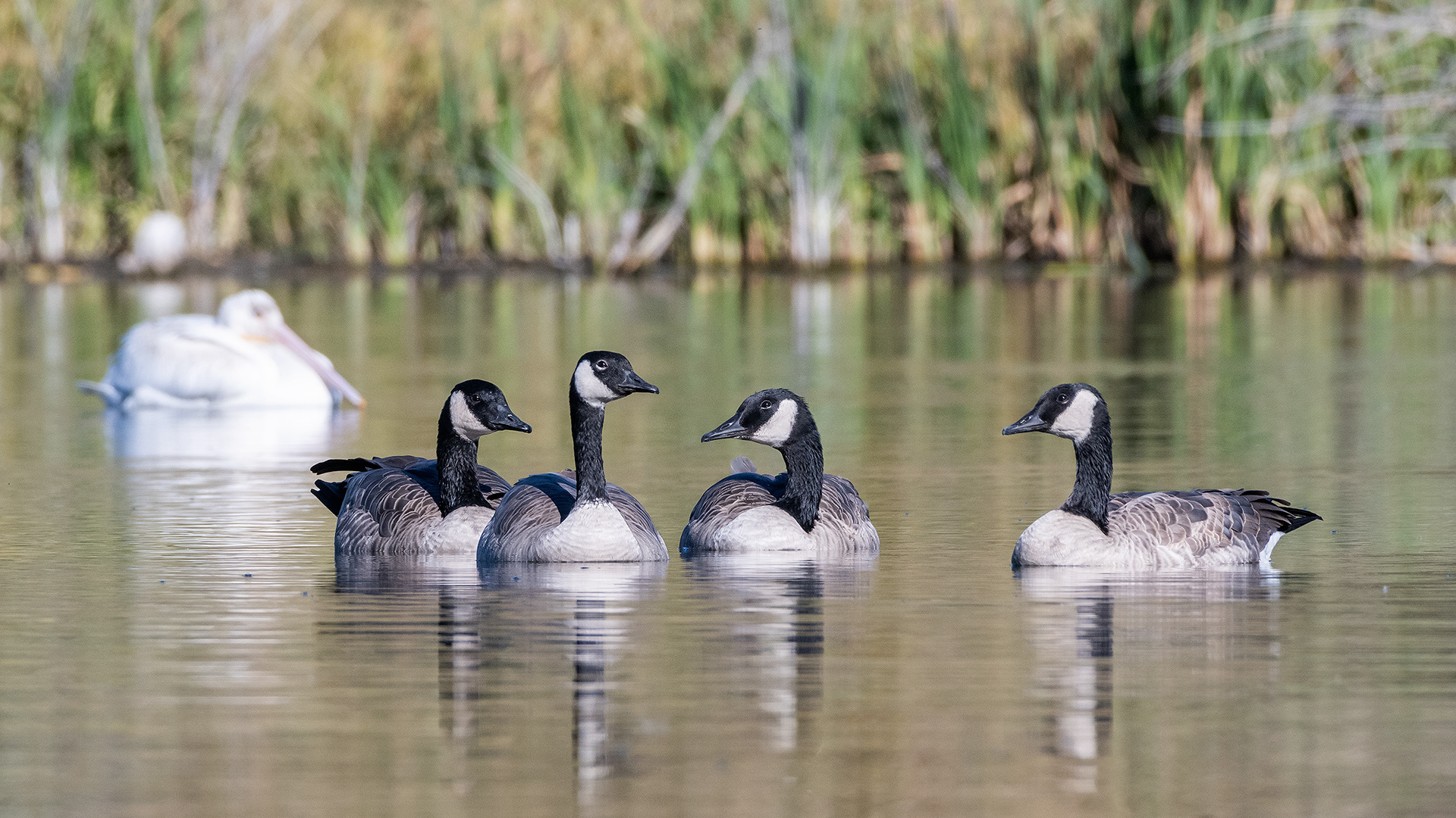 Canada Geese, Marshall Springs - Fish Creek Prov. Park, Calgary, AB