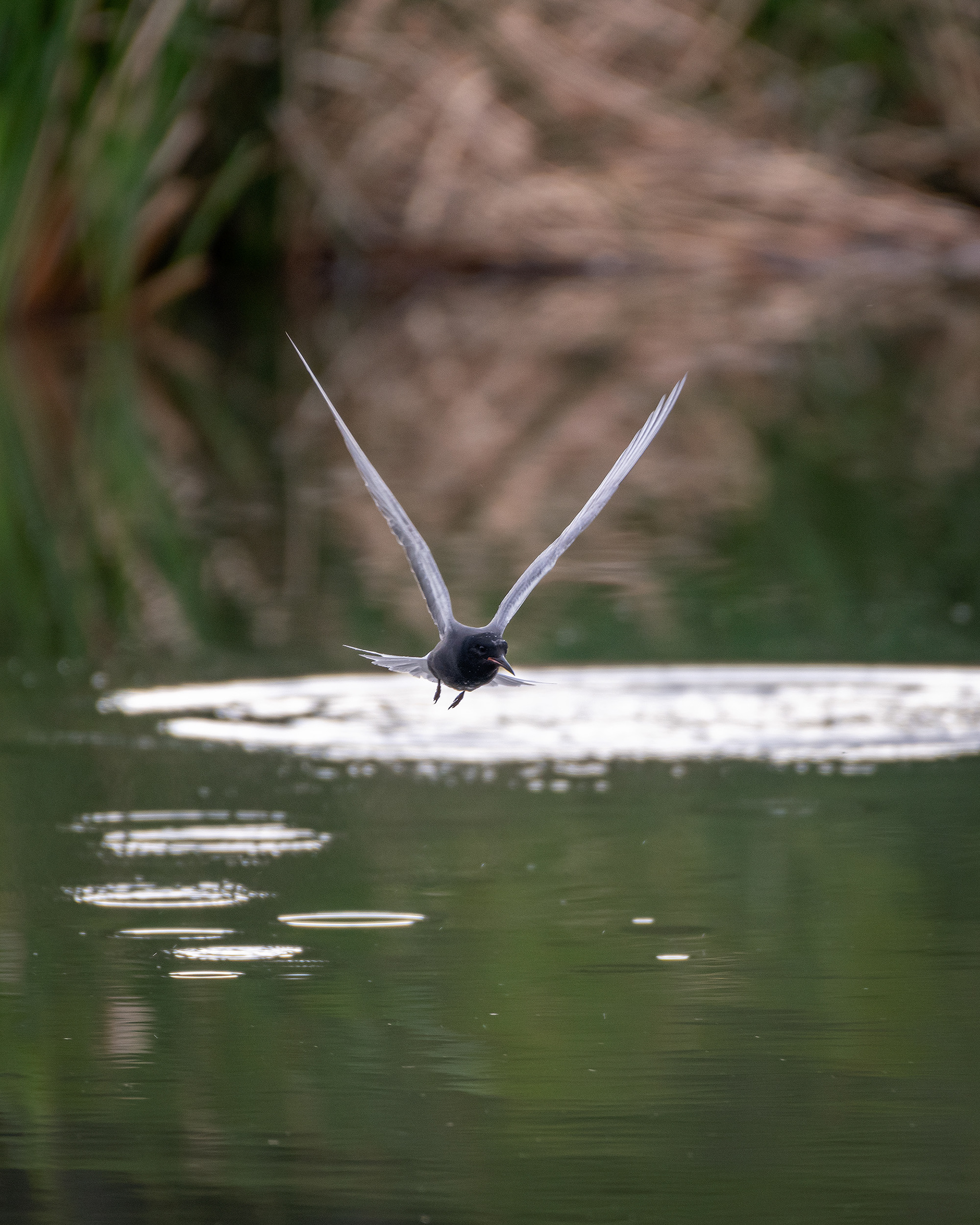 Black Tern (in flight), Marshall Springs ponds, Fish Creek Provincial Park, Calgary, AB