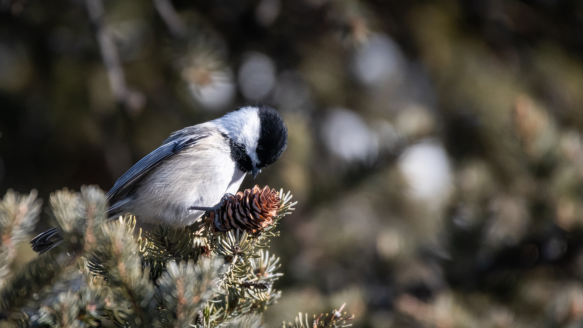 Black-capped Chickadee, near the Marshall Springs area of Fish Creek Provincial Park, Calgary, AB