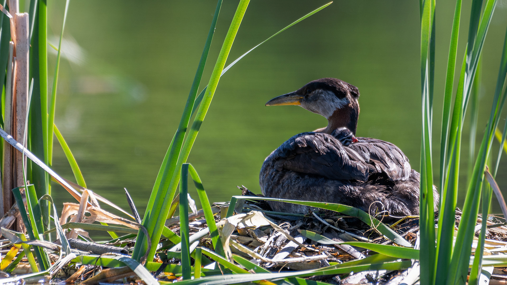 Red-necked Grebe (female) and her newly hatched chick at their nest, Marshall Springs - Fish Creek Prov. Park, Calgary, AB