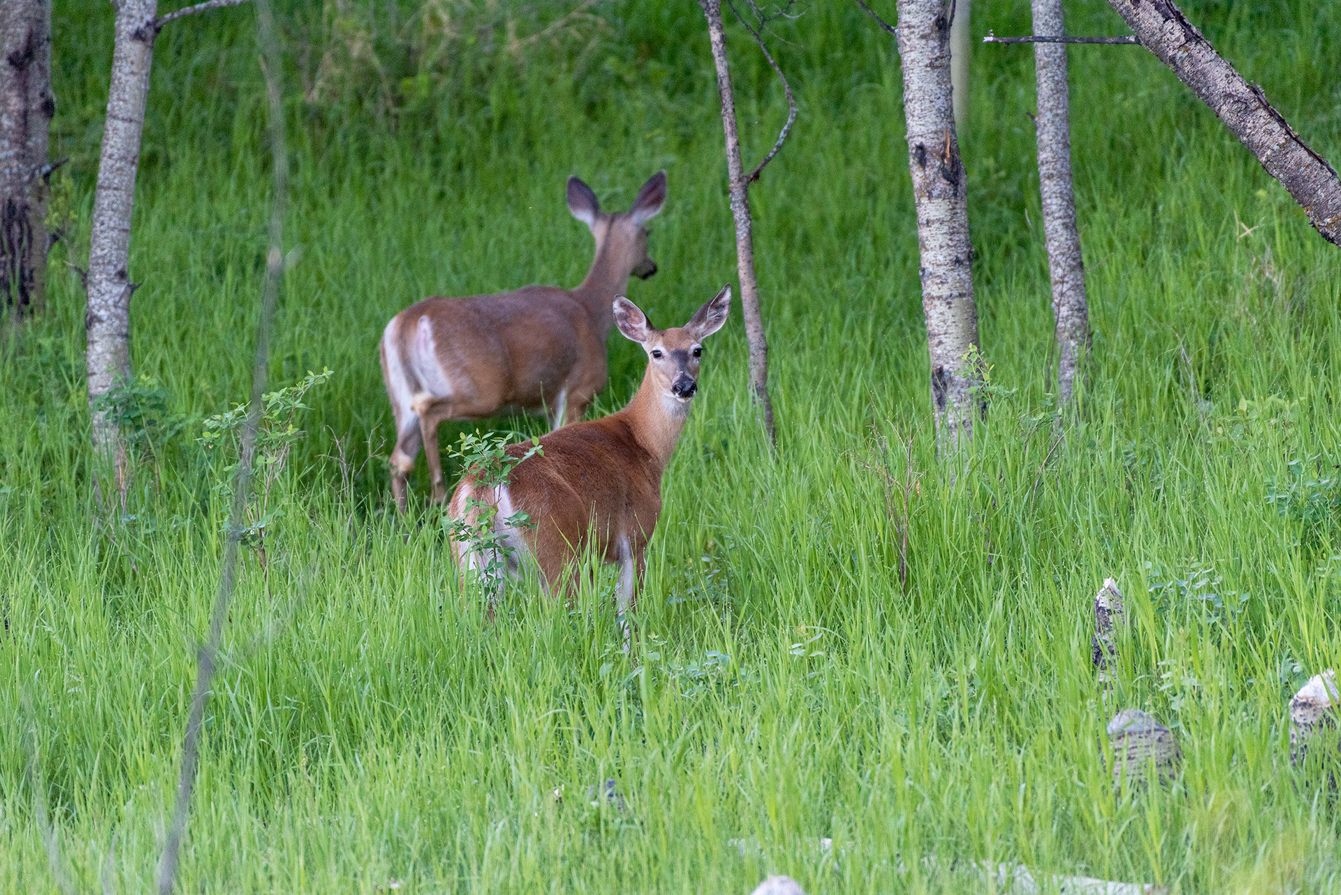 Deer, Marshall Springs, Fish Creek Provincial Park, Calgary