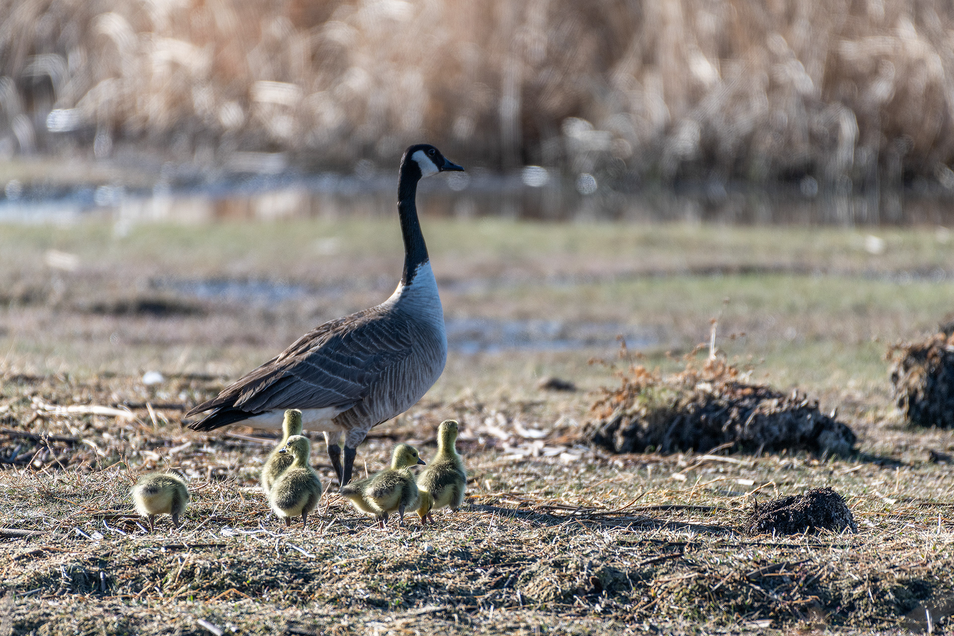 Canada Goose with goslings, Frank Lake, Alberta