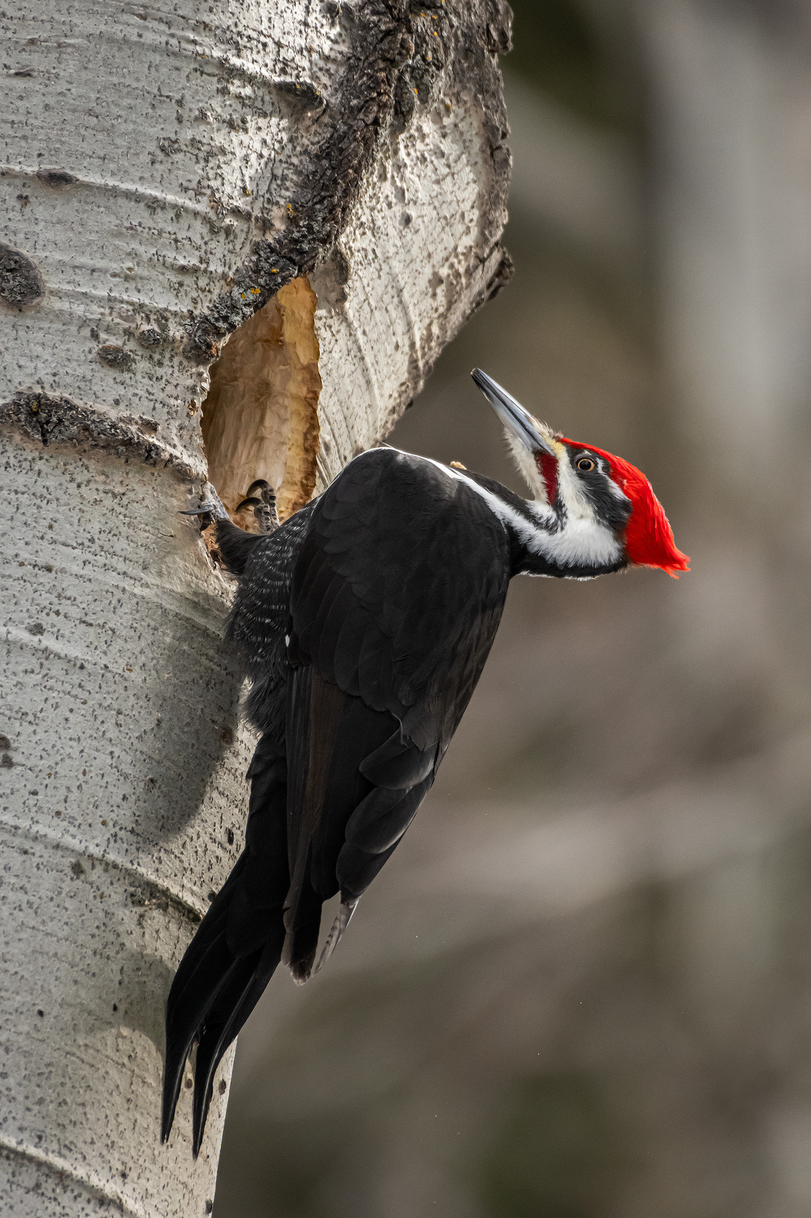 Pileated Woodpecker (male), near Marshall Springs, Fish Creek Provincial Park, Calgary, AB