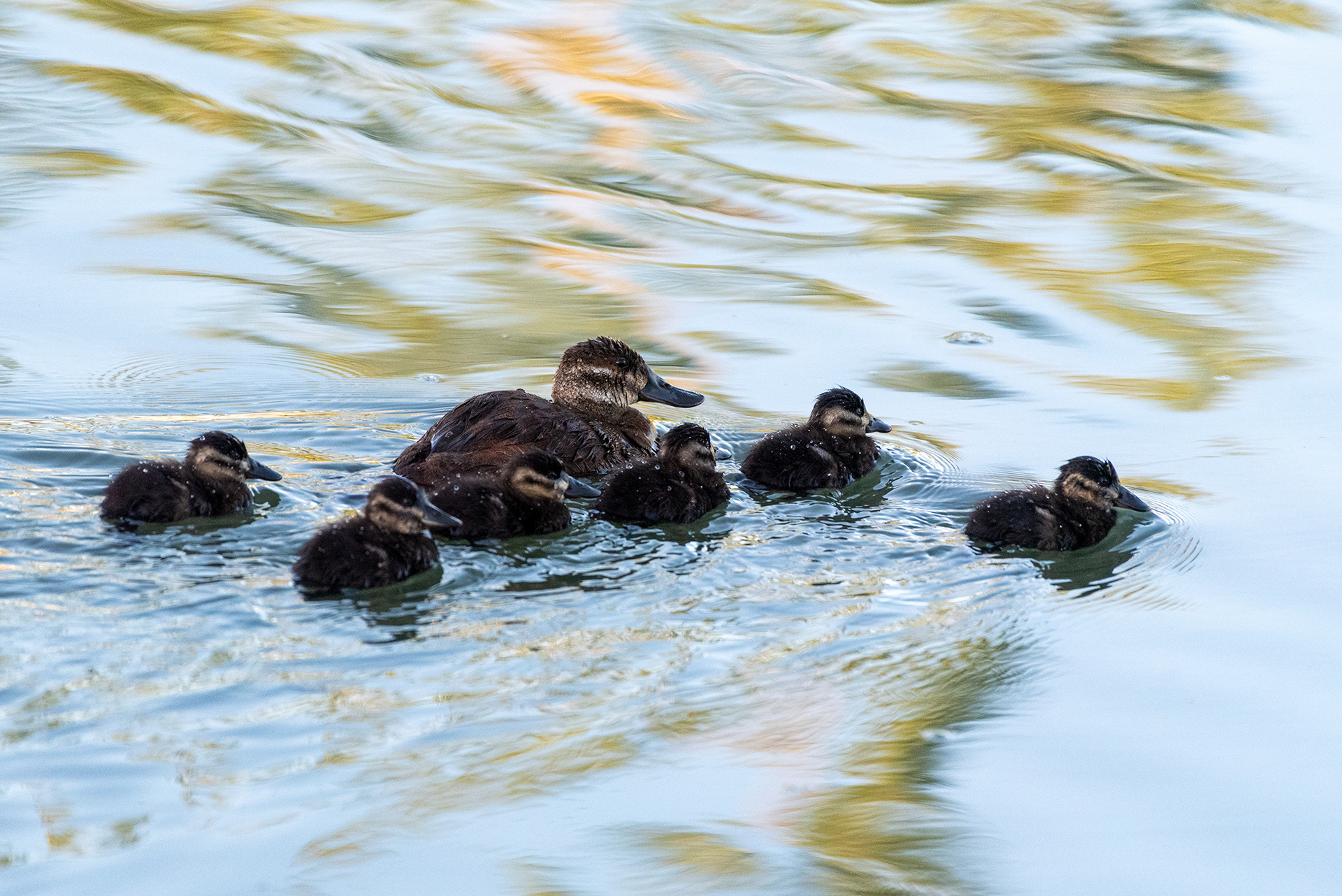 Ruddy Duck with ducklings