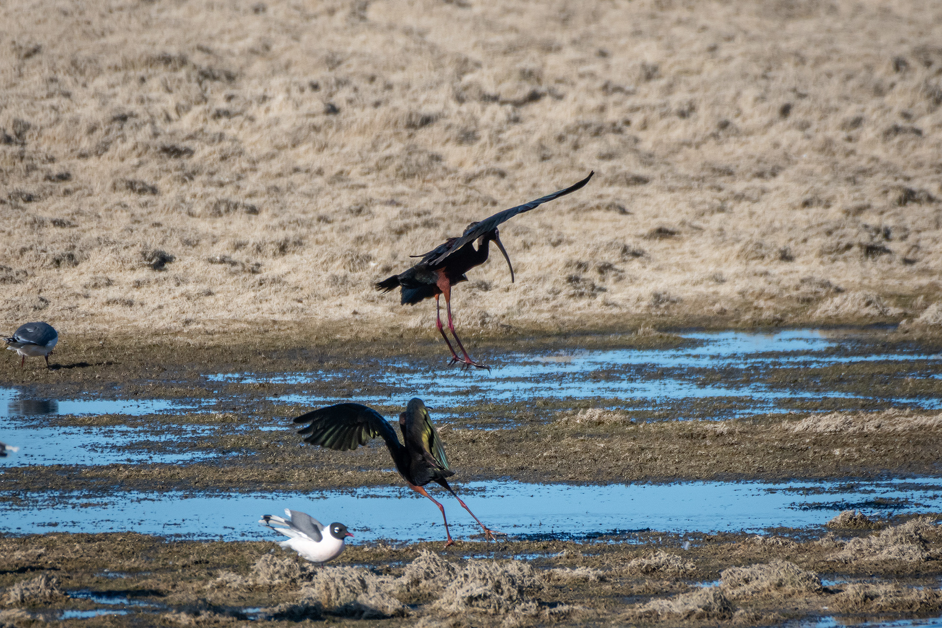 White-faced Ibises, Glenmore Reservoir, North Glenmore Park, Calgary, AB