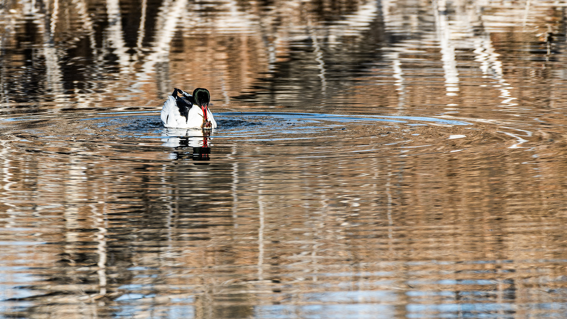 Common Merganser (female & male) pair at the Inglewood Bird Sanctuary & Nature Centre, Calgary, Alberta