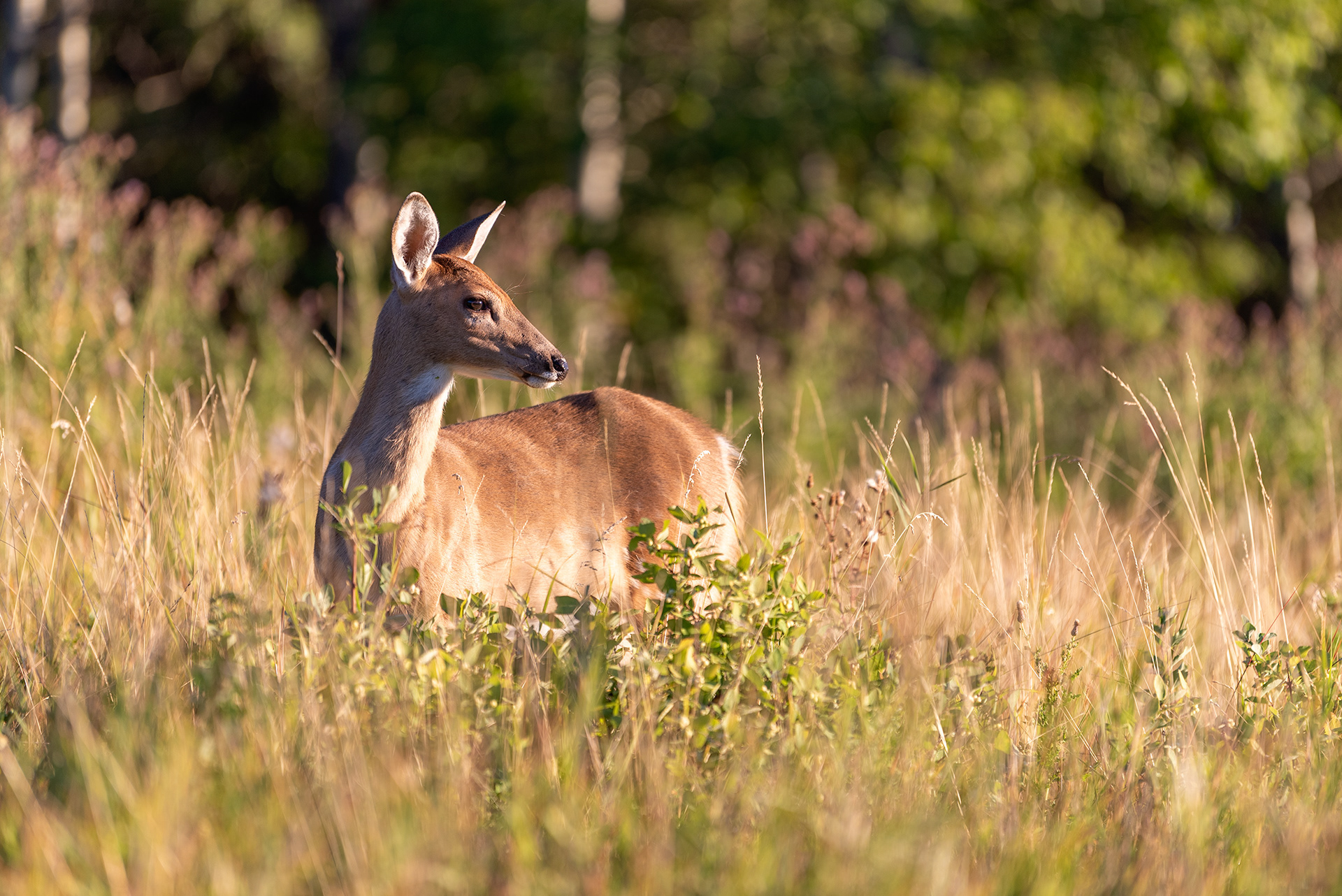 Young Deer at the Marshall Springs ponds in Fish Creek Provincial Park