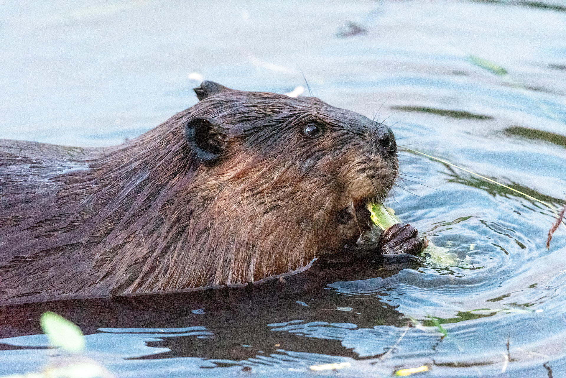 Beaver enjoying a freshly downed tree