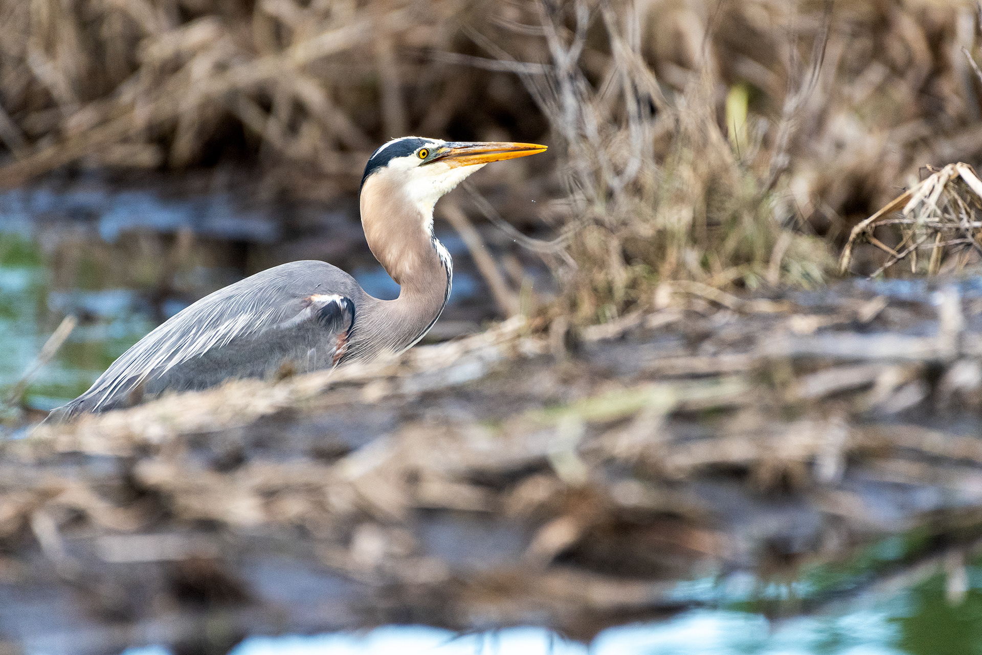 Great Blue Heron