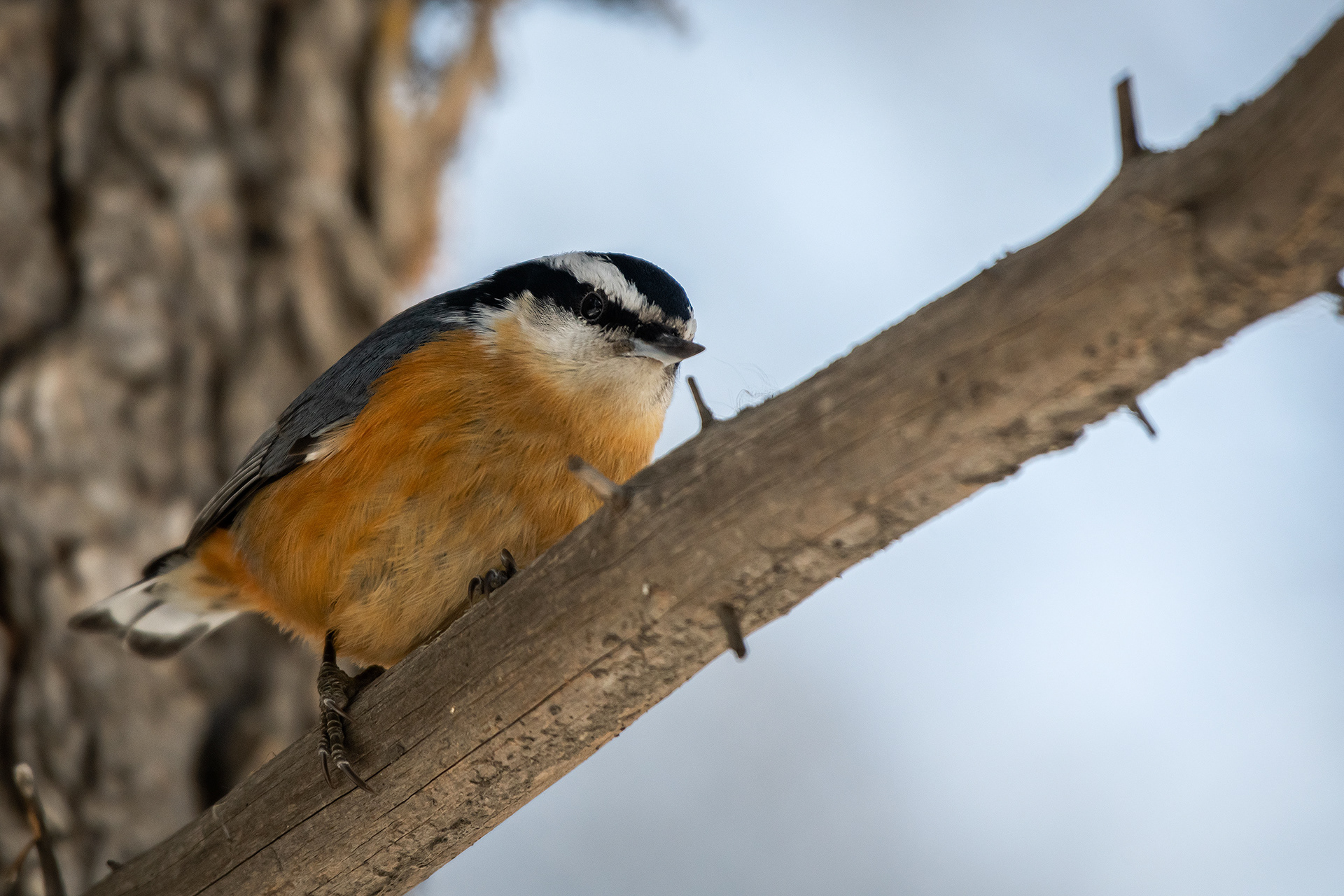 Red-breasted Nuthatch, near the Marshall Springs area of Fish Creek Provincial Park, Calgary, AB