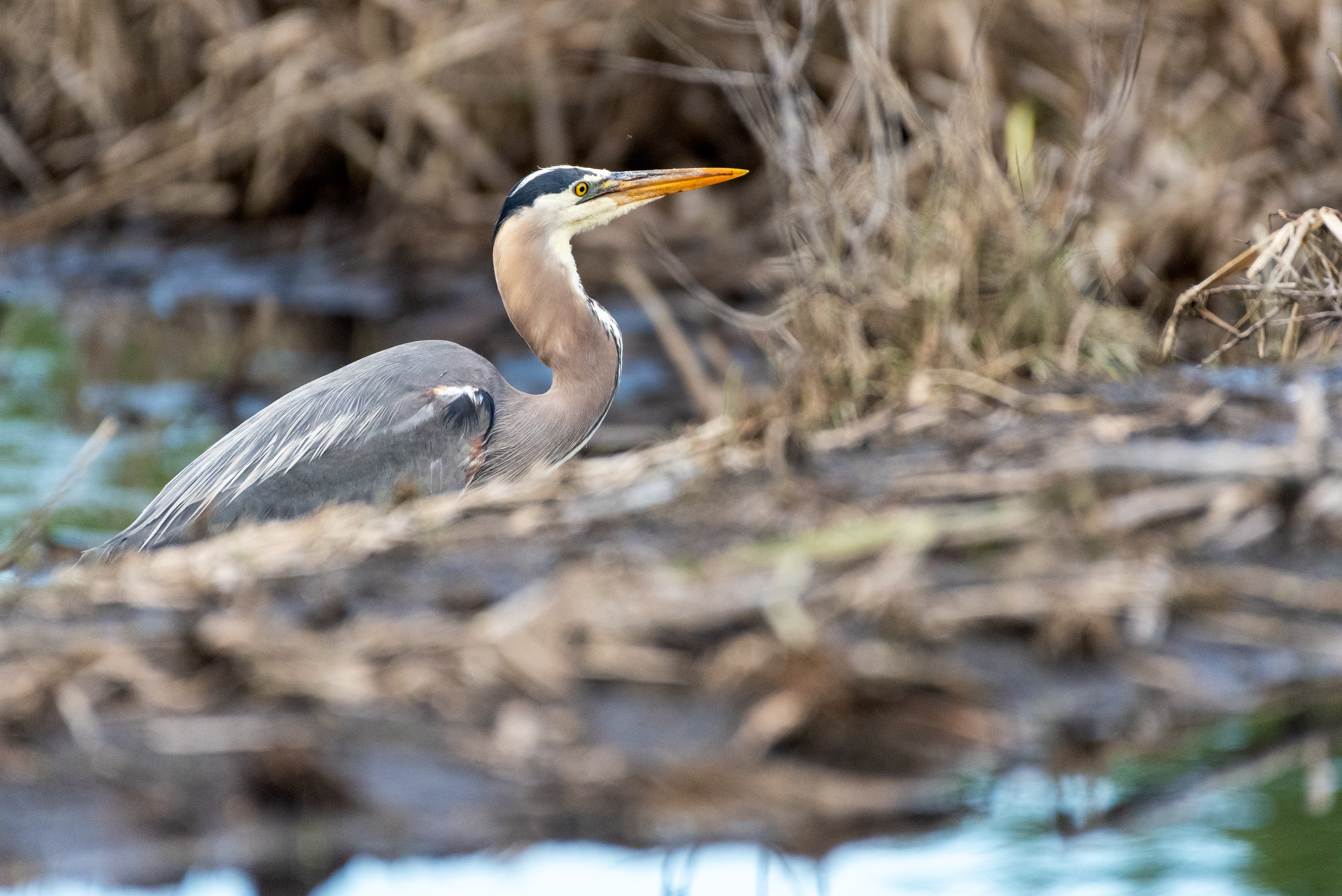 Great Blue Heron