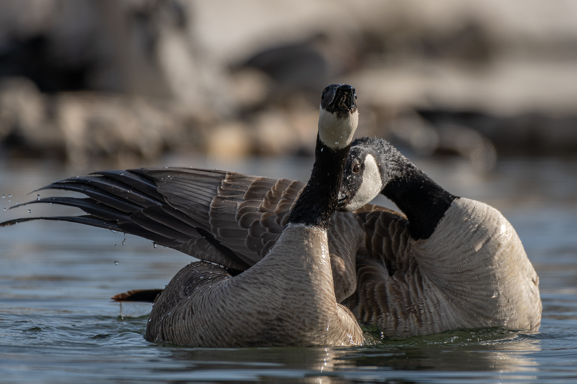 Canada Geese pair mating, near the Harvie Passage of the Bow River, Pearce Estate Park, Calgary, AB