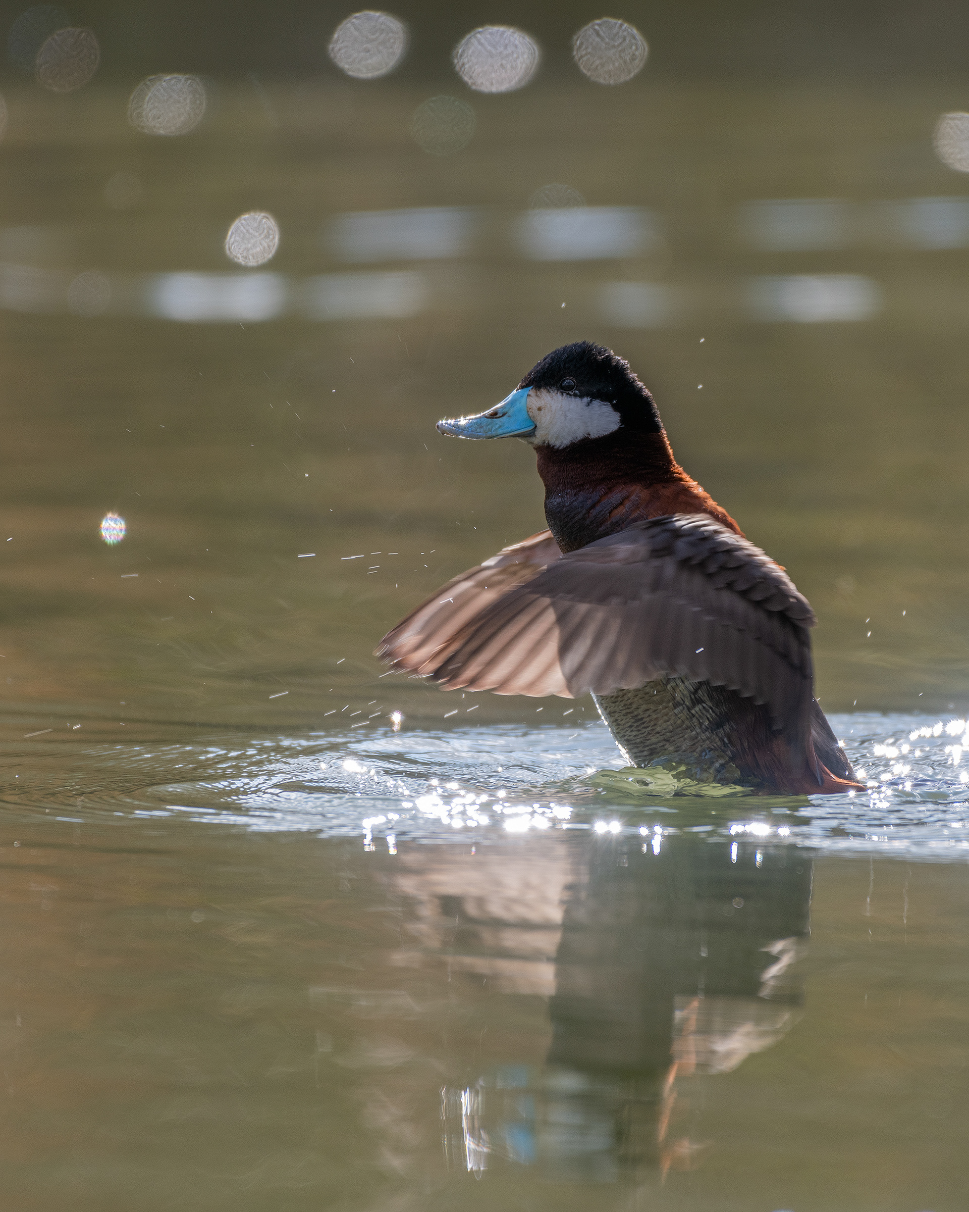 Ruddy Duck (male) at Bridlewood Wetlands Park, Calgary, Alberta