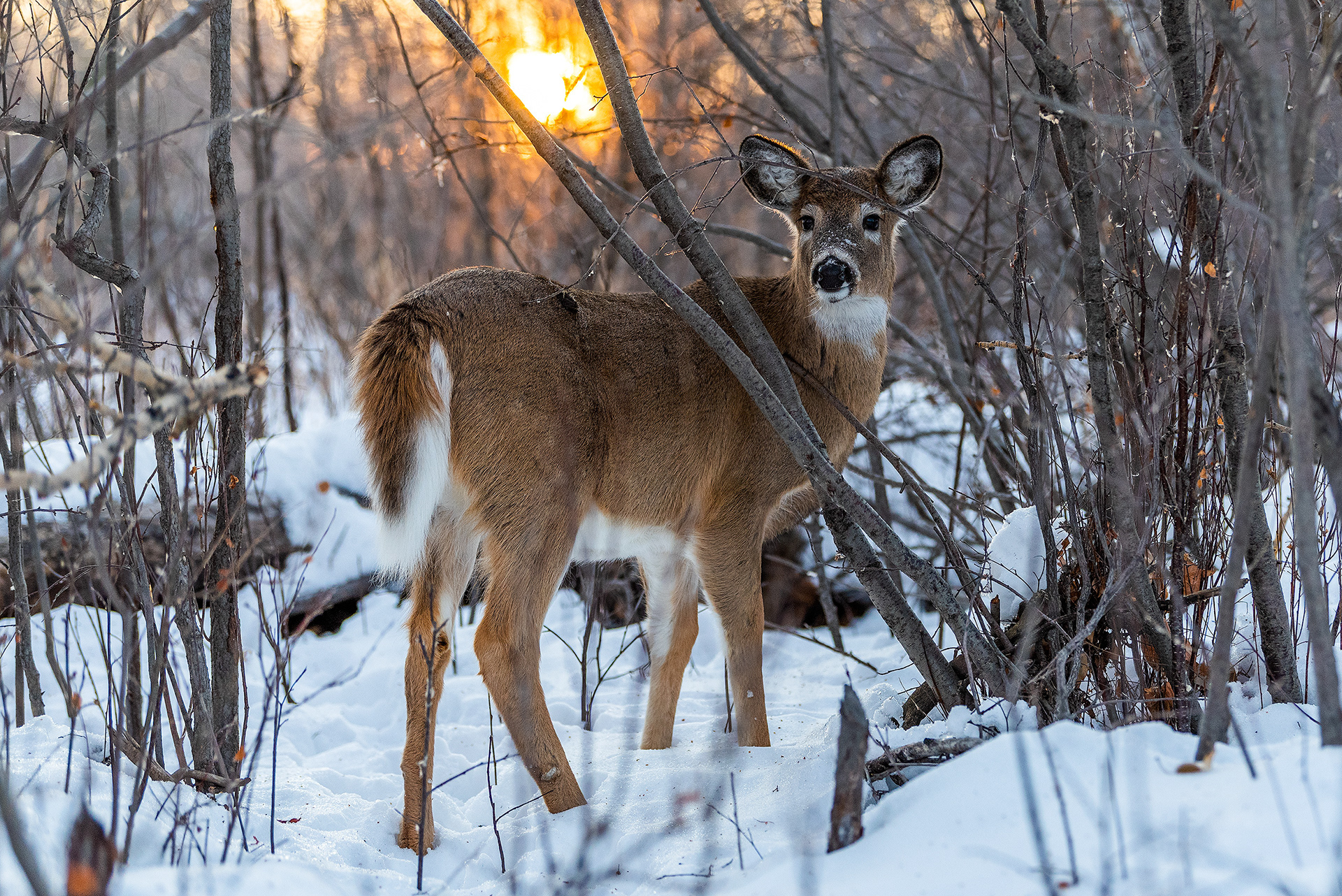 White-tailed Deer a few minutes after sunrise in Carburn Park, Calgary, AB
