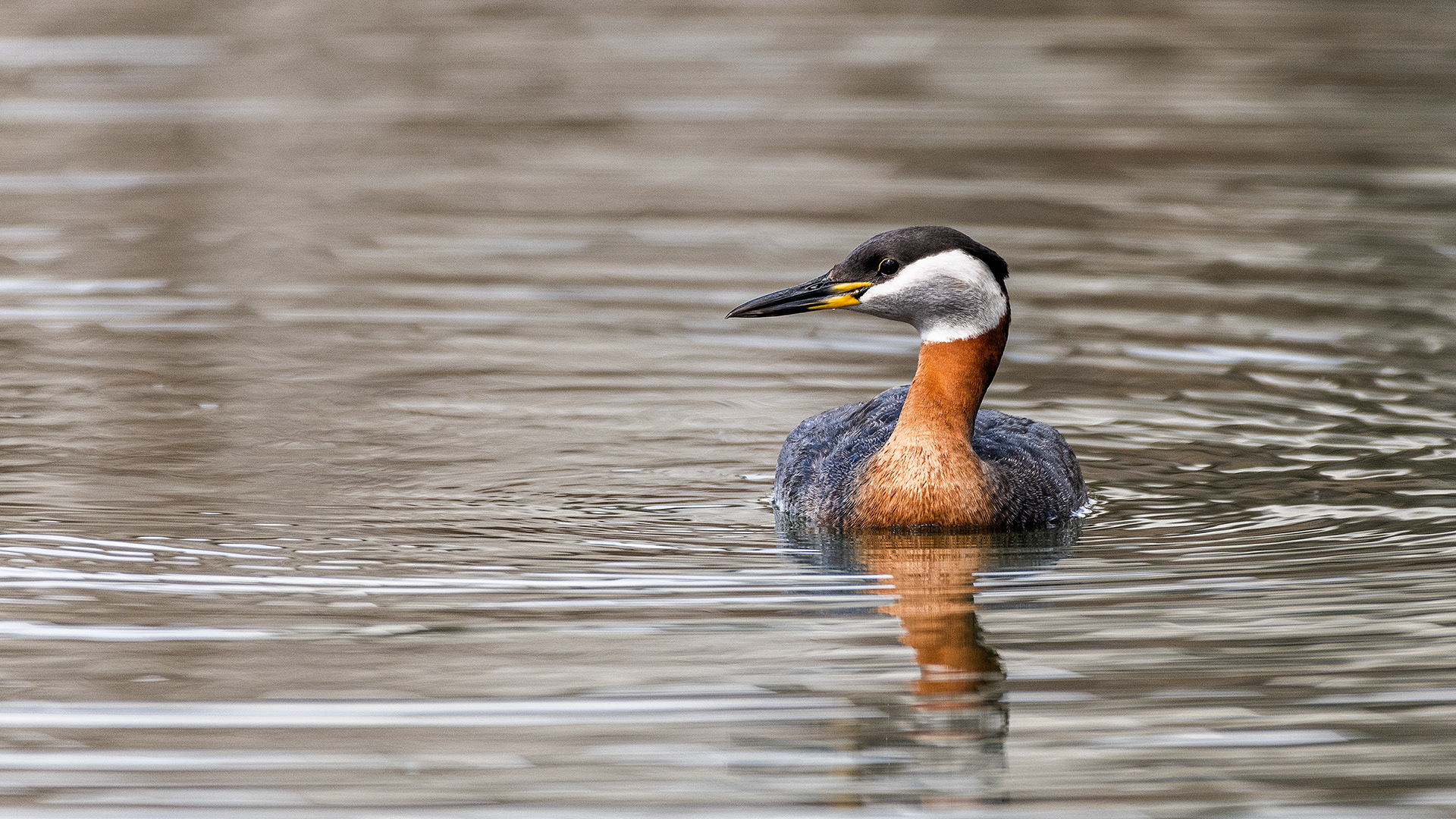 Red-necked Grebe (male), Bridlewood Wetlands Park, Calgary, Alberta