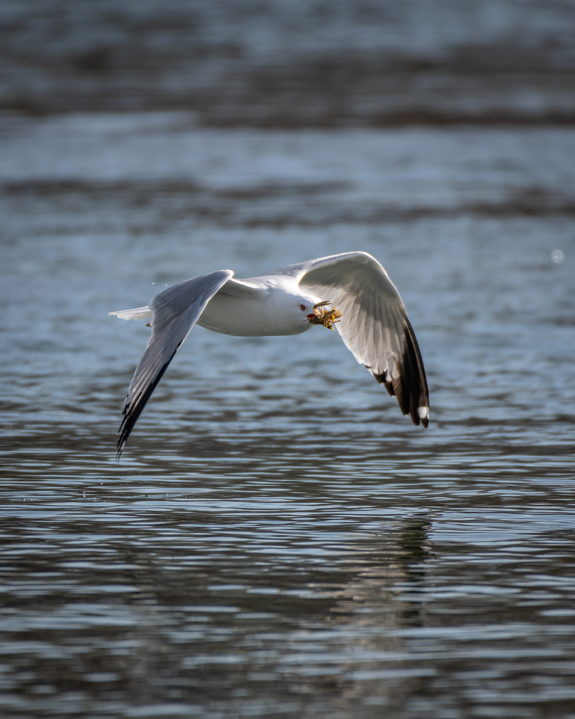 Ring-billed Gull (in flight) with a crayfish, near the Harvie Passage of the Bow River, Pearce Estate Park, Calgary, AB