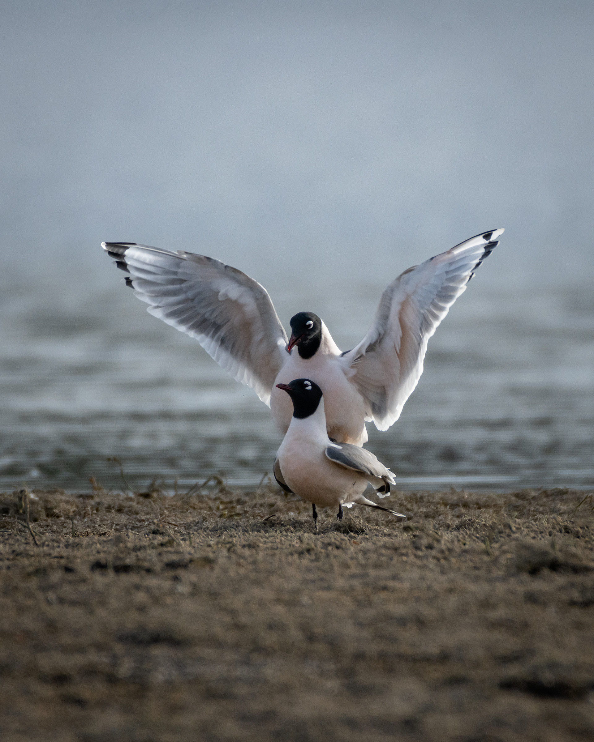 Franklin's Gulls mating, Glenmore Reservoir, North Glenmore Park, Calgary, AB
