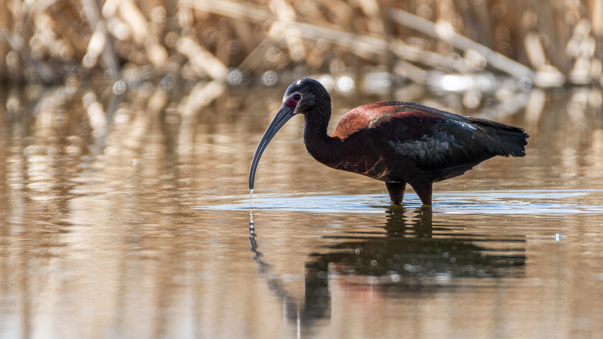White-faced Ibis, Frank Lake, Alberta