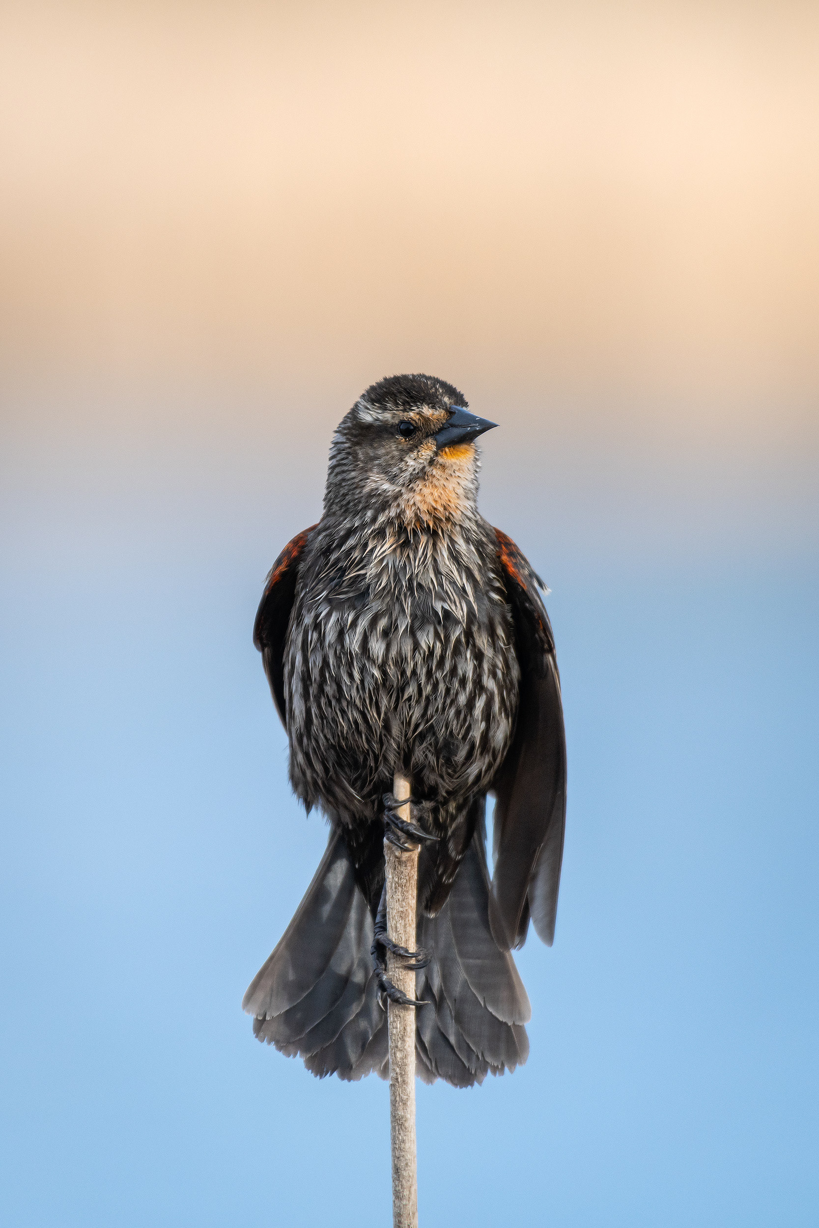 Red-winged Blackbird (female), Bridlewood Wetlands Park, Calgary, AB