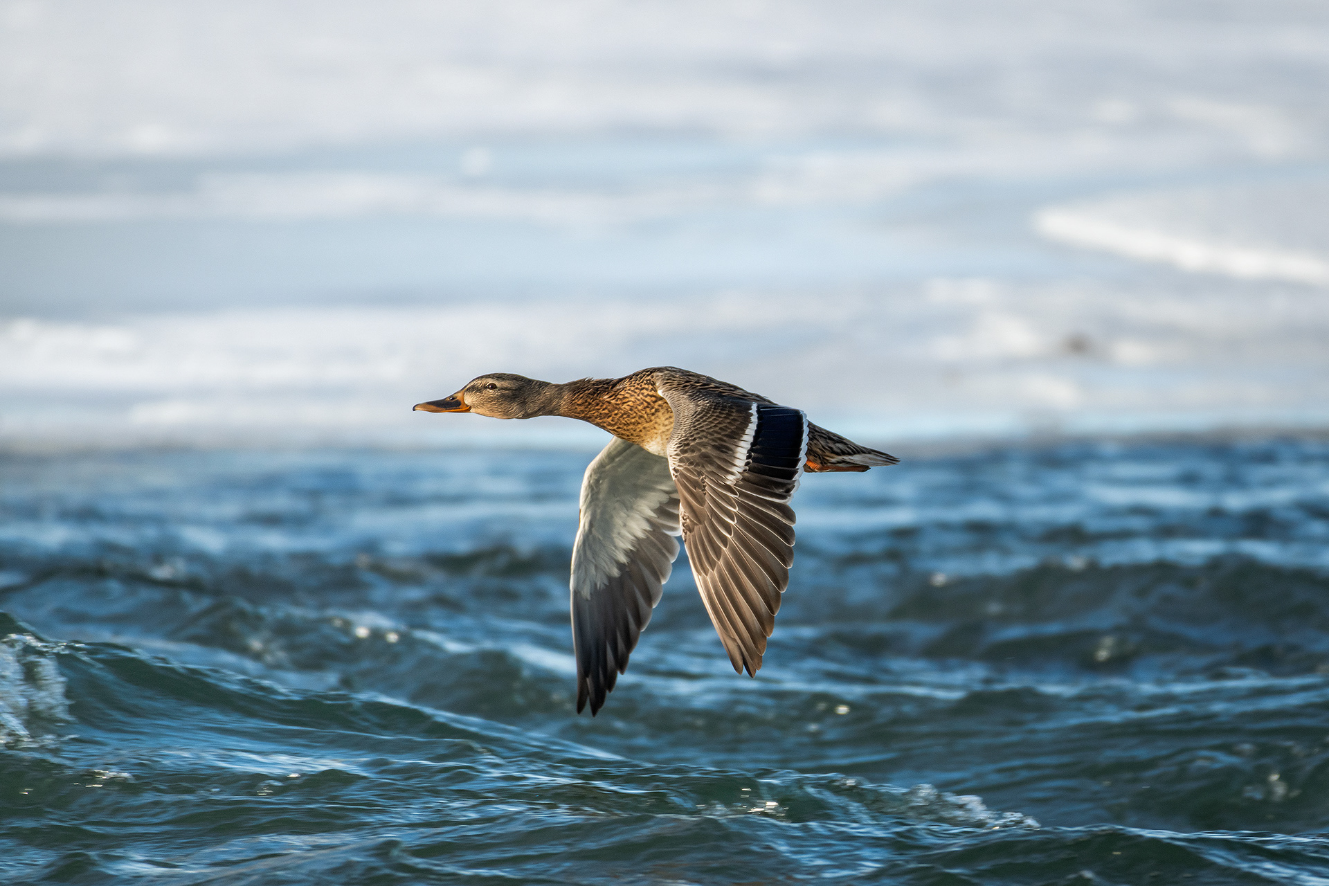 Mallard (female) in flight - Bow River, Refinery Park, Calgary, AB