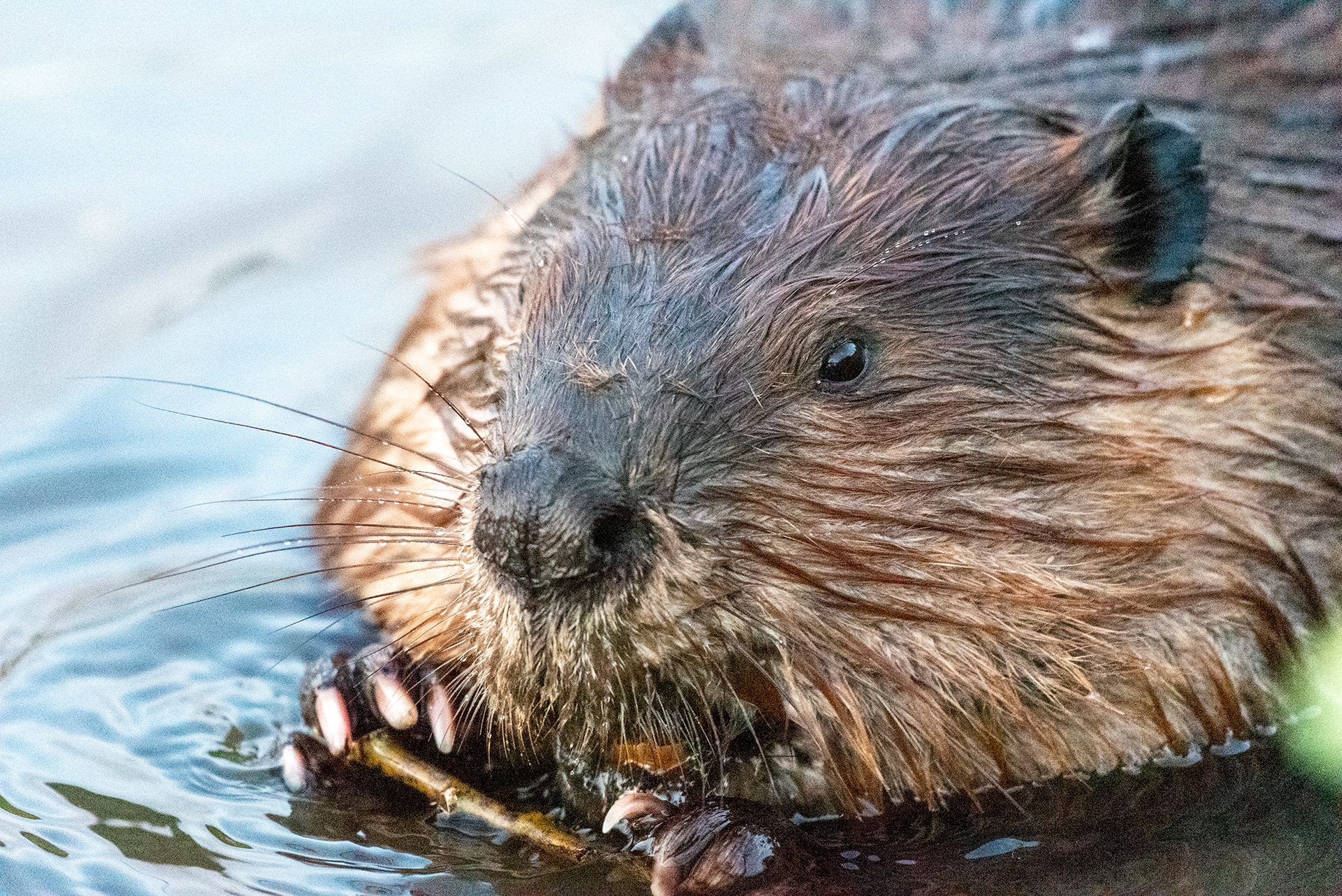 Beaver enjoying a freshly downed tree