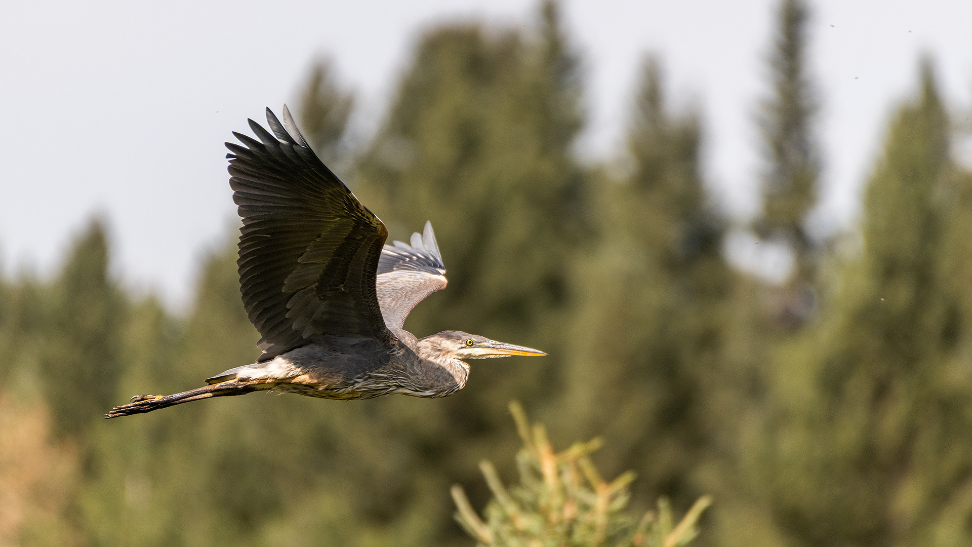 Great Blue Heron (in flight), Marshall Springs - Fish Creek Prov. Park, Calgary, AB