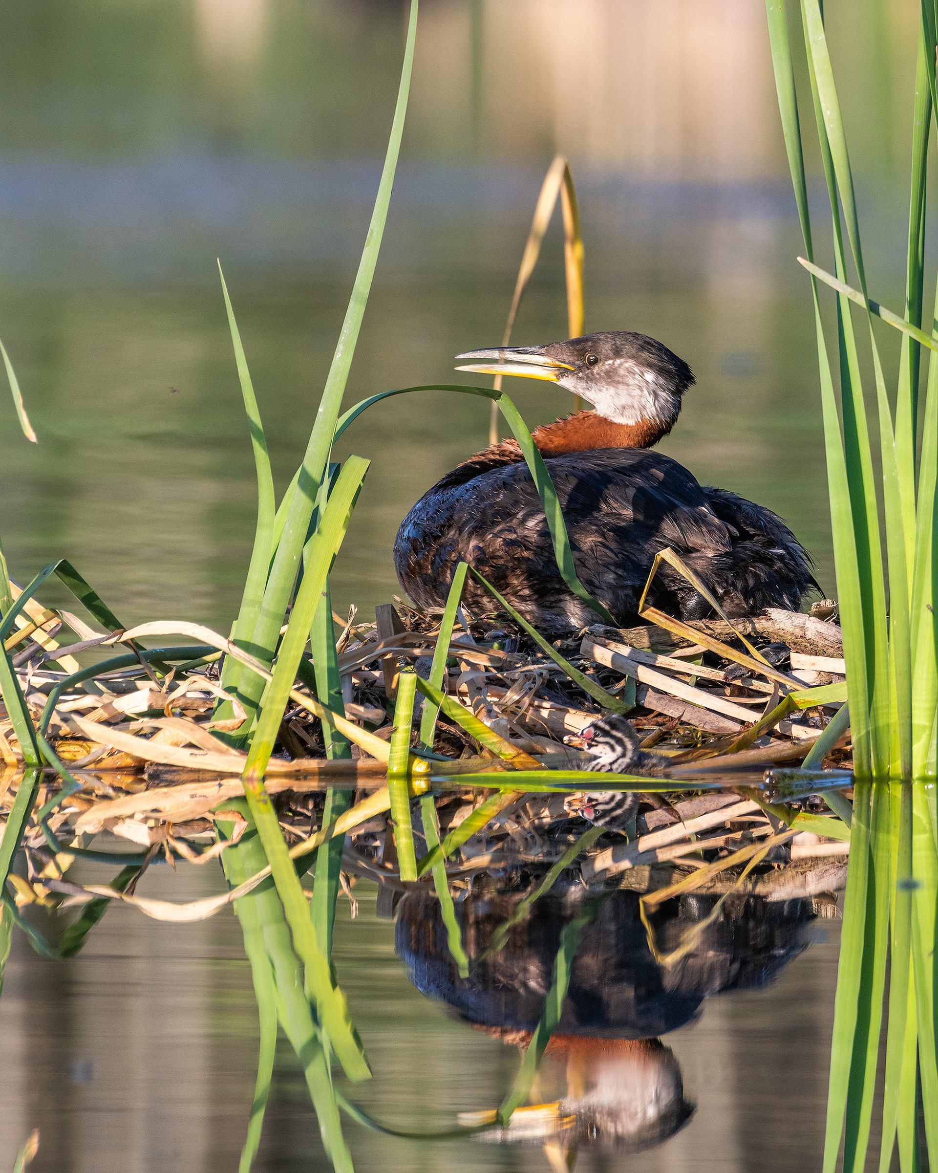 Red-necked Grebe (male) on his nest (one chick visible in the water at the front), Marshall Springs - Fish Creek Prov. Park, Calgary, AB