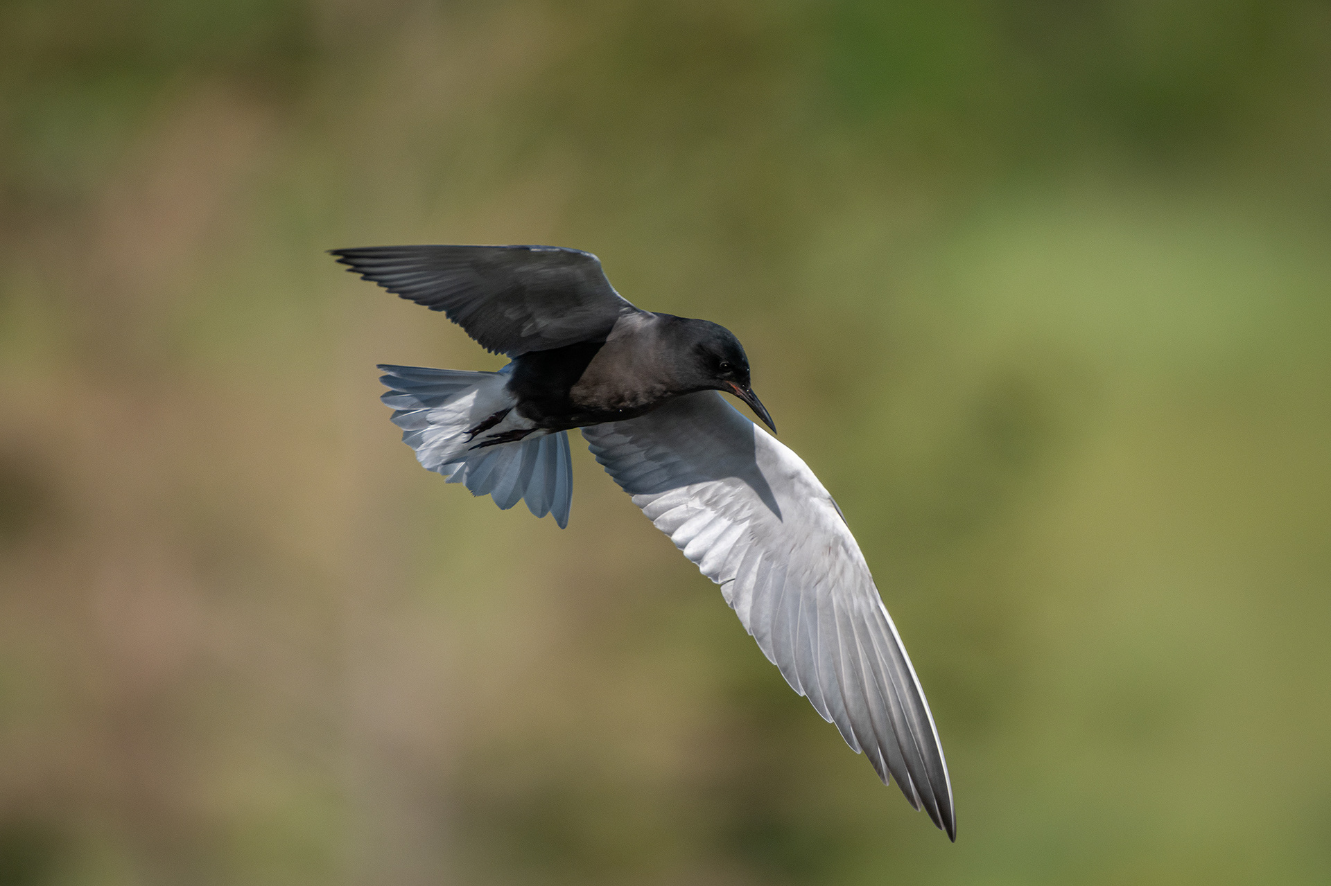 Black Tern (in flight), Marshall Springs ponds, Fish Creek Provincial Park, Calgary, AB