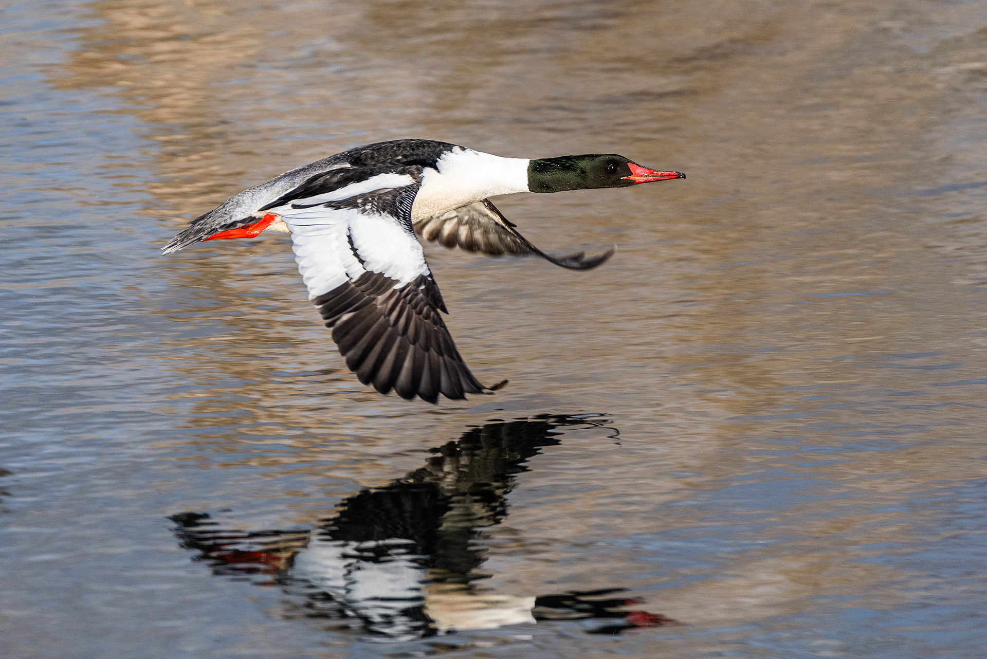 Common Merganser (male) in flight at the Inglewood Bird Sanctuary & Nature Centre, Calgary, Alberta