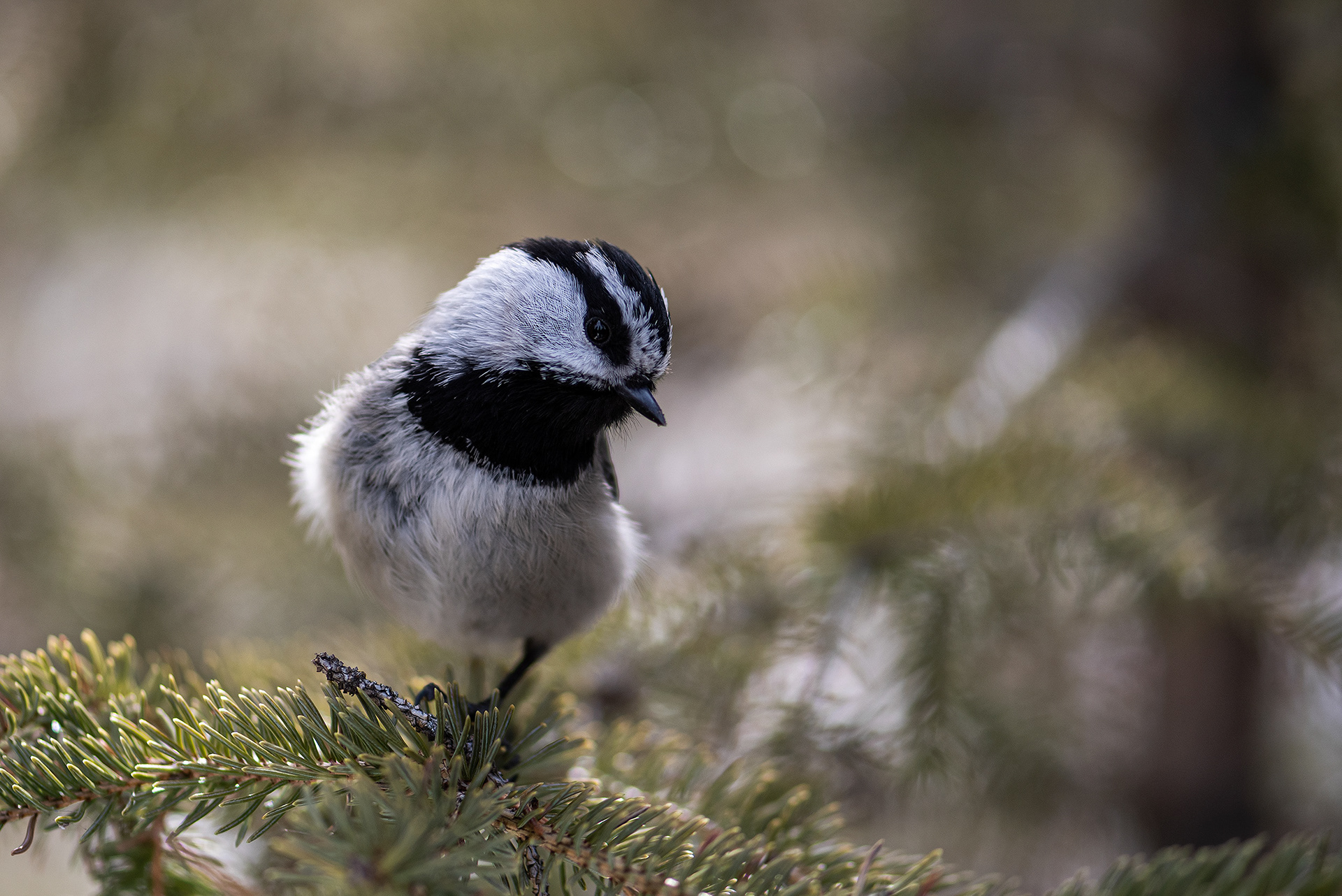 Mountain Chickadee, near the Marshall Springs area of Fish Creek Provincial Park, Calgary, AB