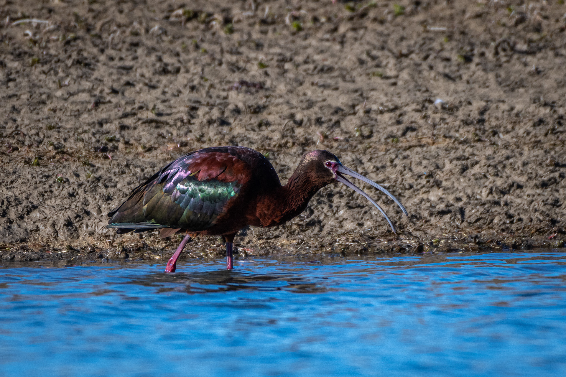 White-faced Ibis, Glenmore Reservoir, North Glenmore Park, Calgary, AB