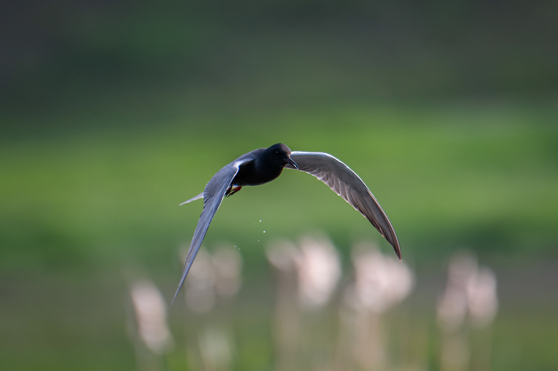 Black Tern (in flight), Marshall Springs ponds, Fish Creek Provincial Park, Calgary, AB